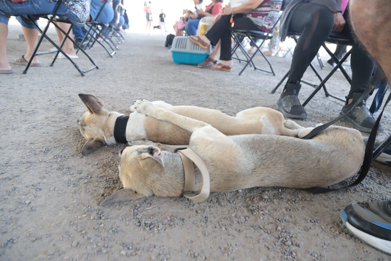 $!En Mazatlán, realizan 200 cirugías de esterilización de mascotas