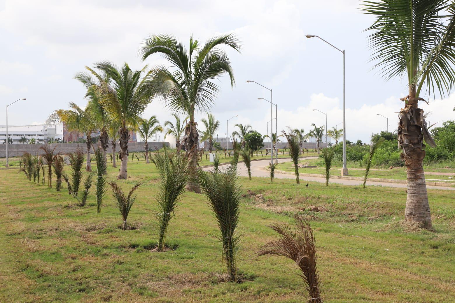 $!Las primeras palmeras fueron colocadas en el camellón frente al Centro de Convenciones y el Fraccionamiento El Delfín.