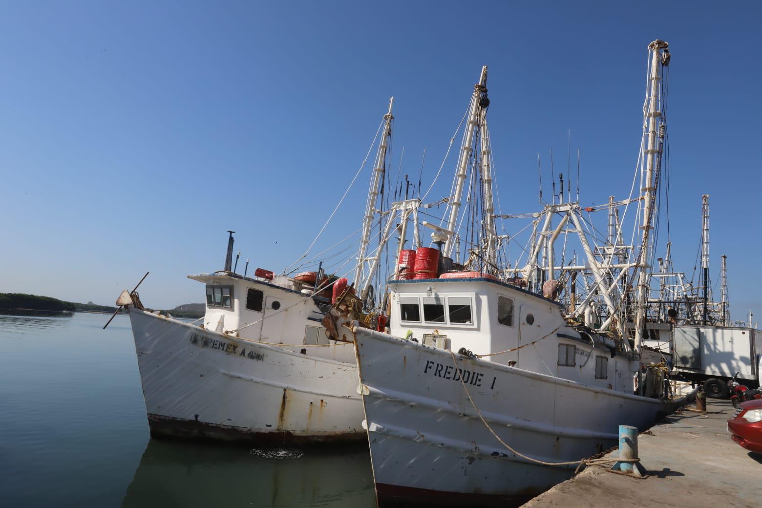 $!Buenos lances de camarón deja el último viaje de capturas, en Mazatlán