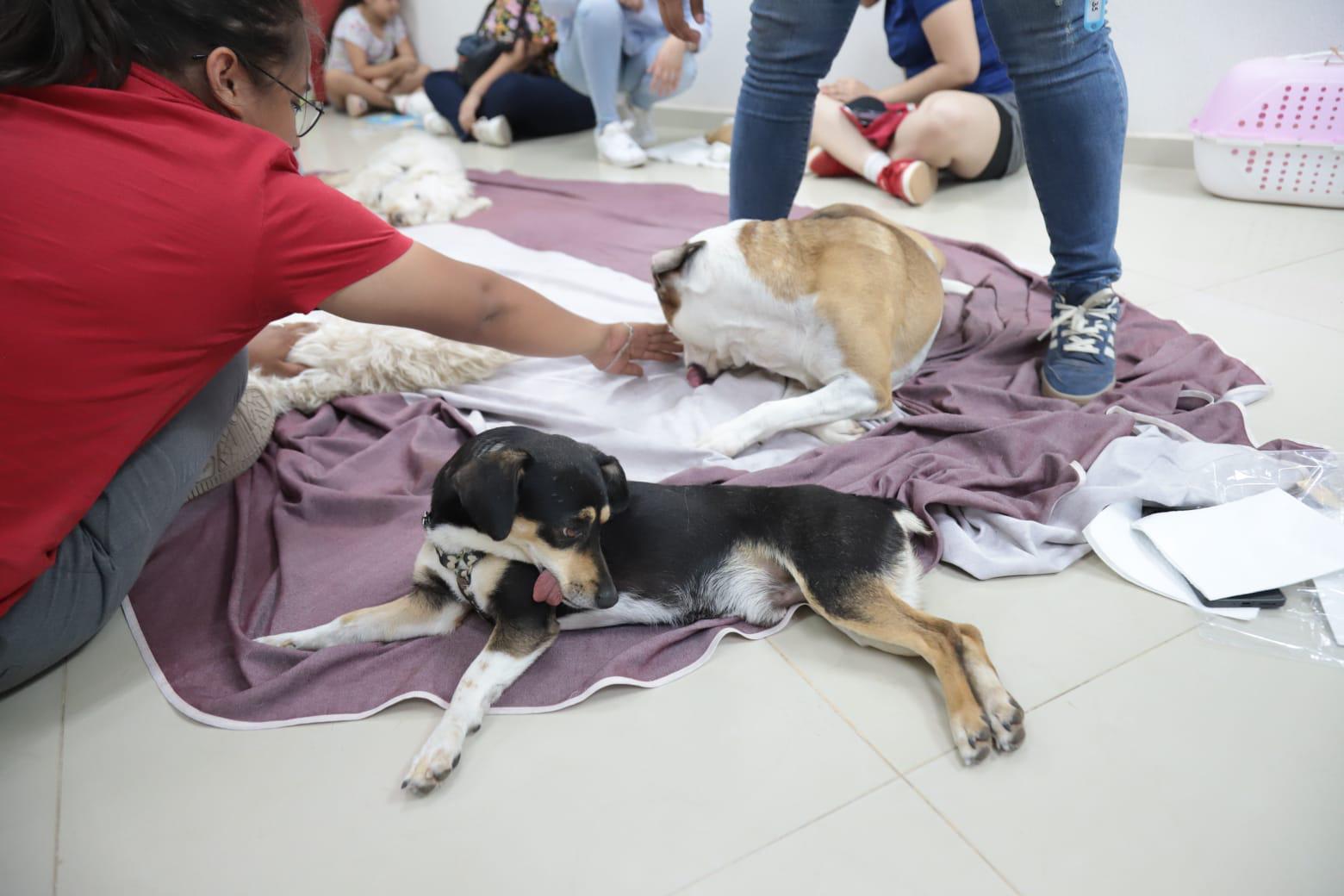 $!En Mazatlán, realizan 200 cirugías de esterilización de mascotas