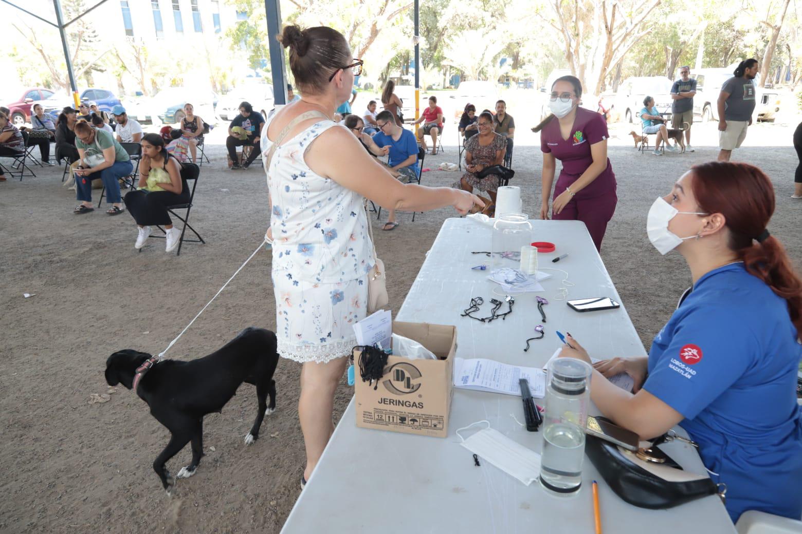$!En Mazatlán, realizan 200 cirugías de esterilización de mascotas