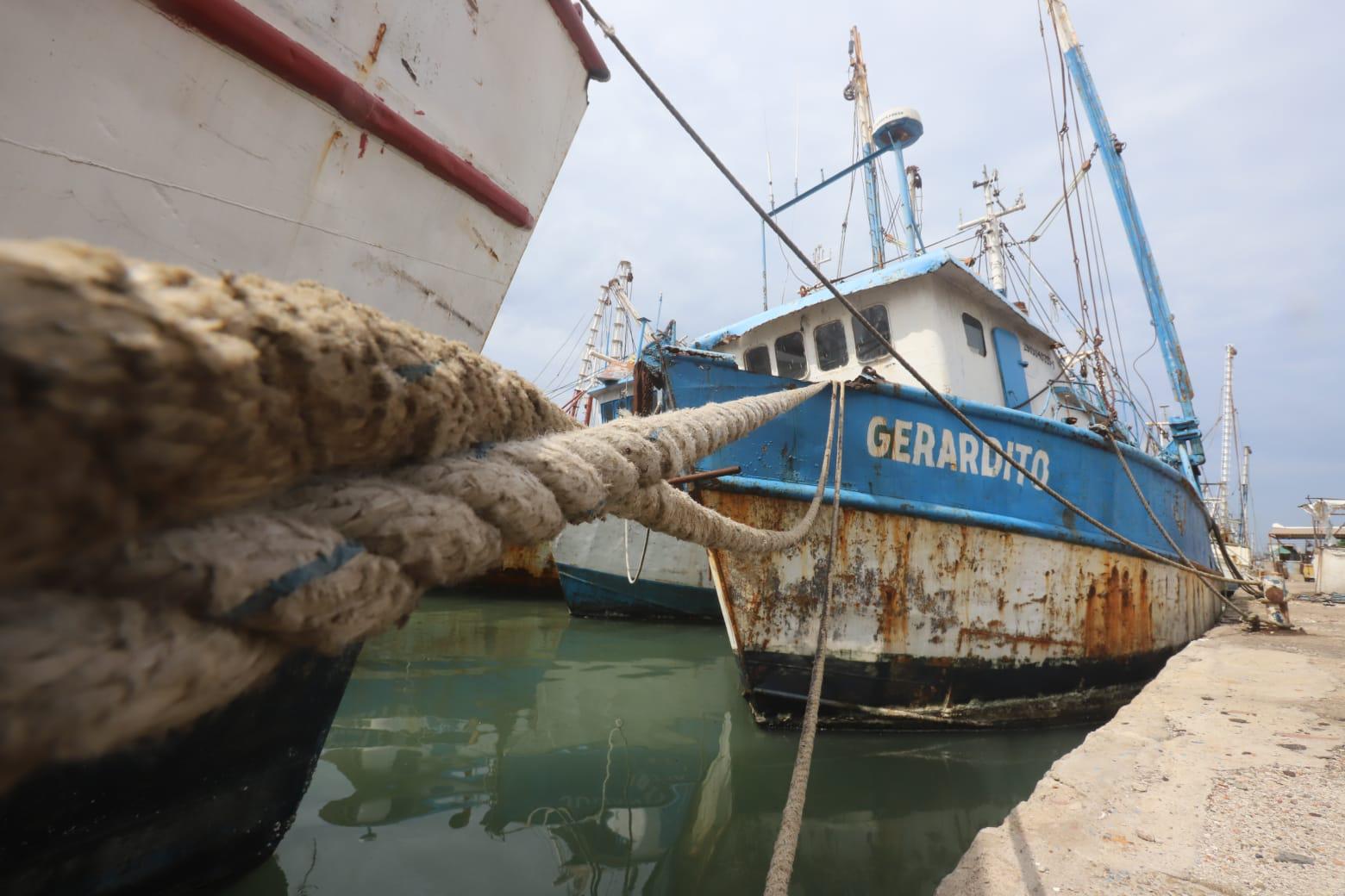 $!Temporada de pesca de tiburón comienza floja ante escasez en Mazatlán