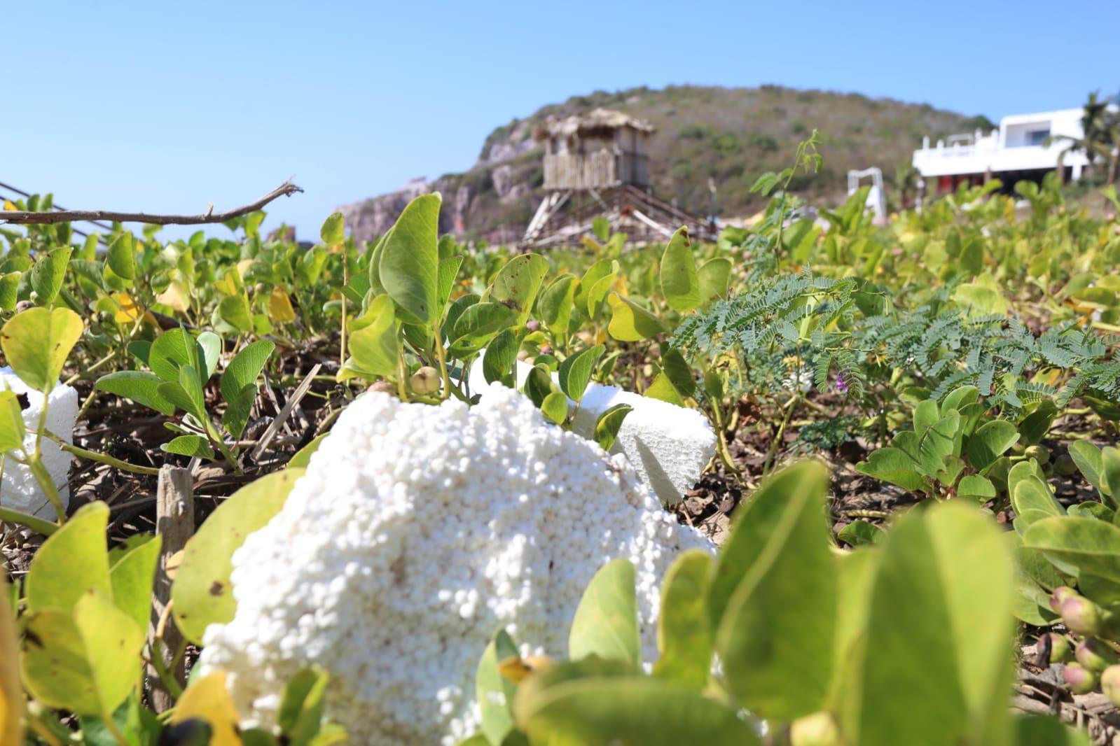 $!En Mazatlán, constructoras dejan poliestireno y basura en Playa Brujas, material nocivo para la flora y fauna