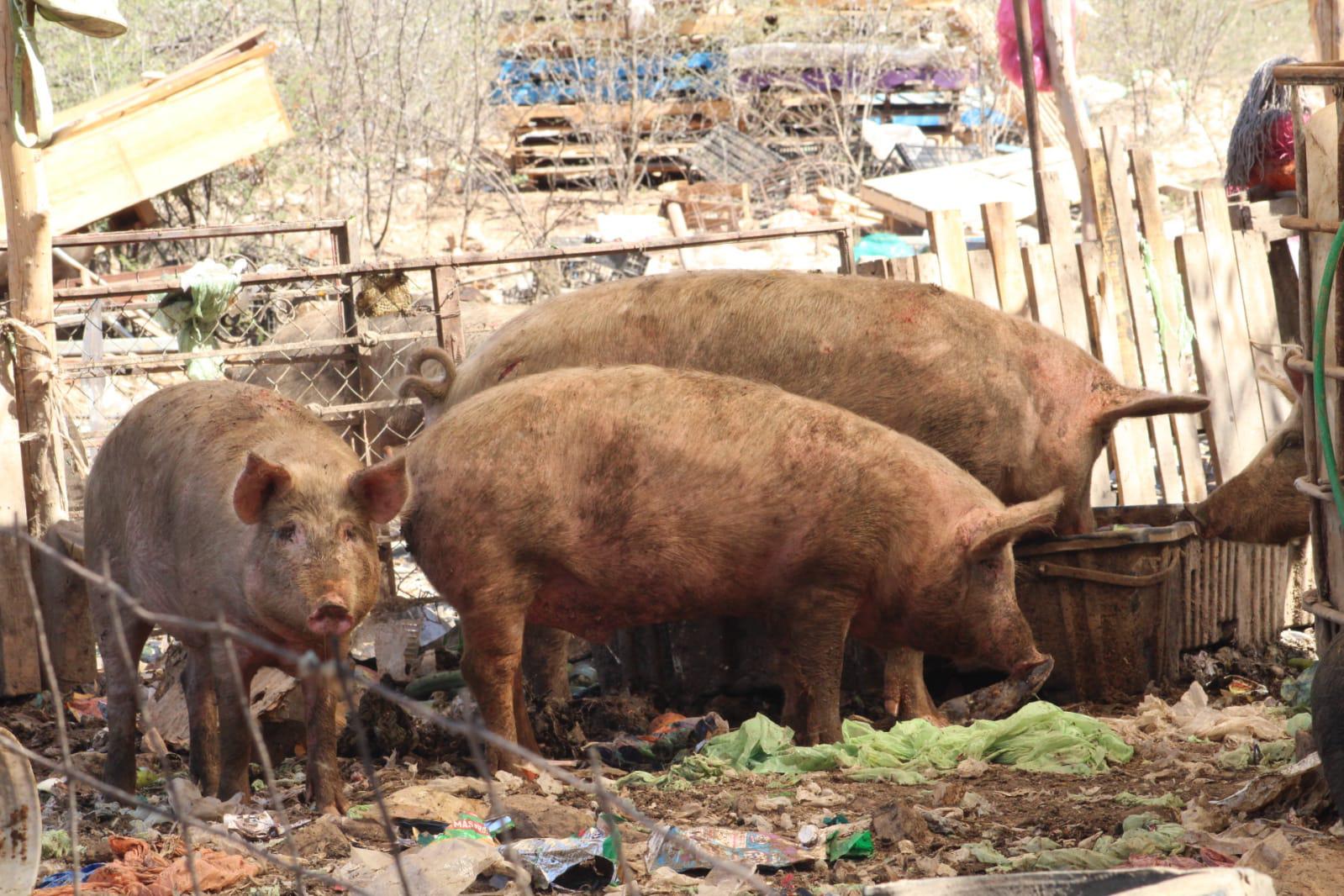 $!Denuncian criadero insalubre de cerdos en el ejido Siete Gotas, en Culiacán