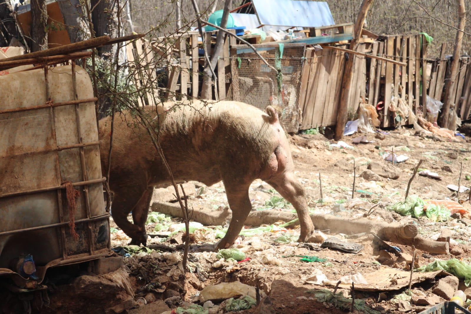 $!Denuncian criadero insalubre de cerdos en el ejido Siete Gotas, en Culiacán