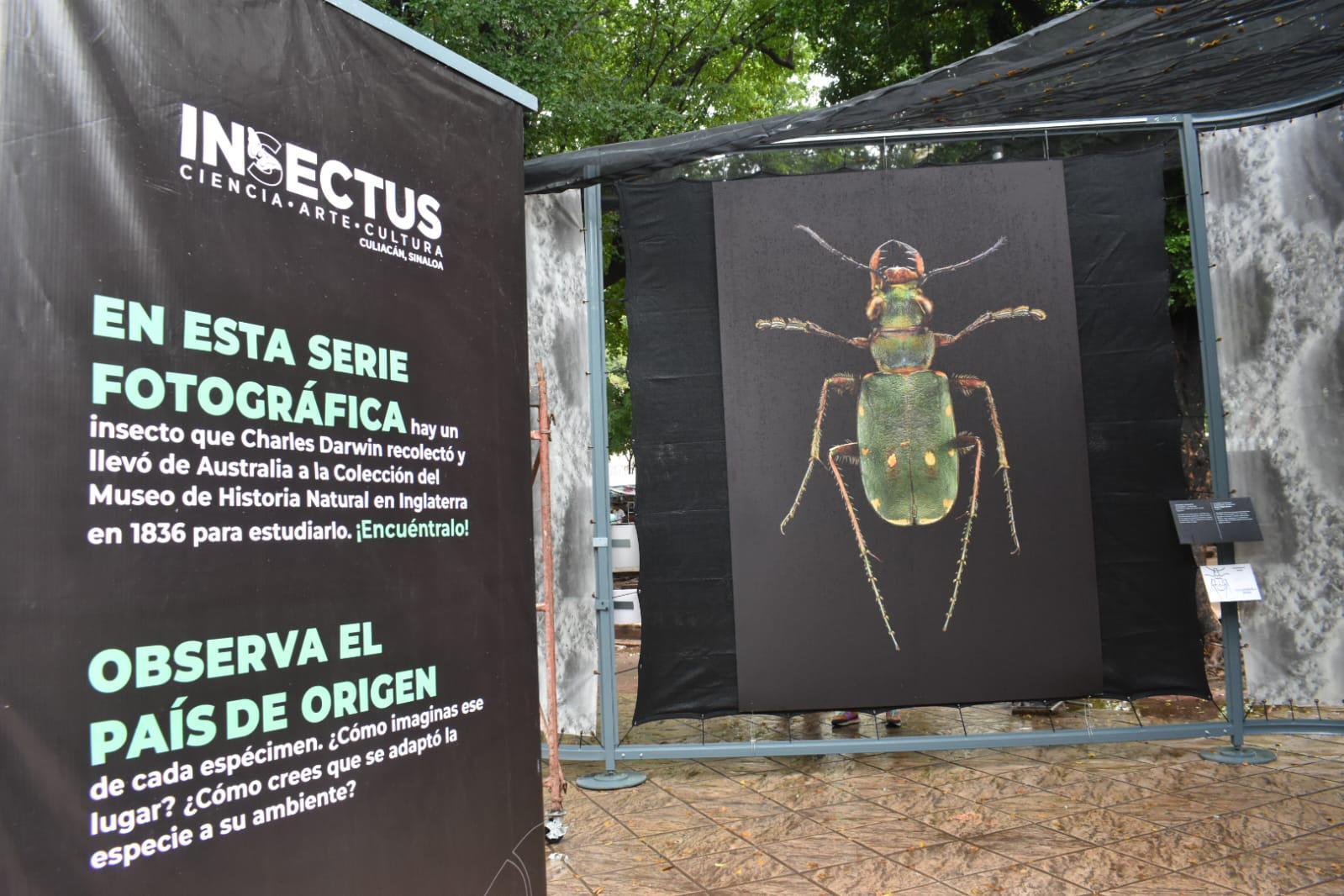 $!La exposición es interactiva e invita a los espectadores a sumergirse en el mundo de los insectos.