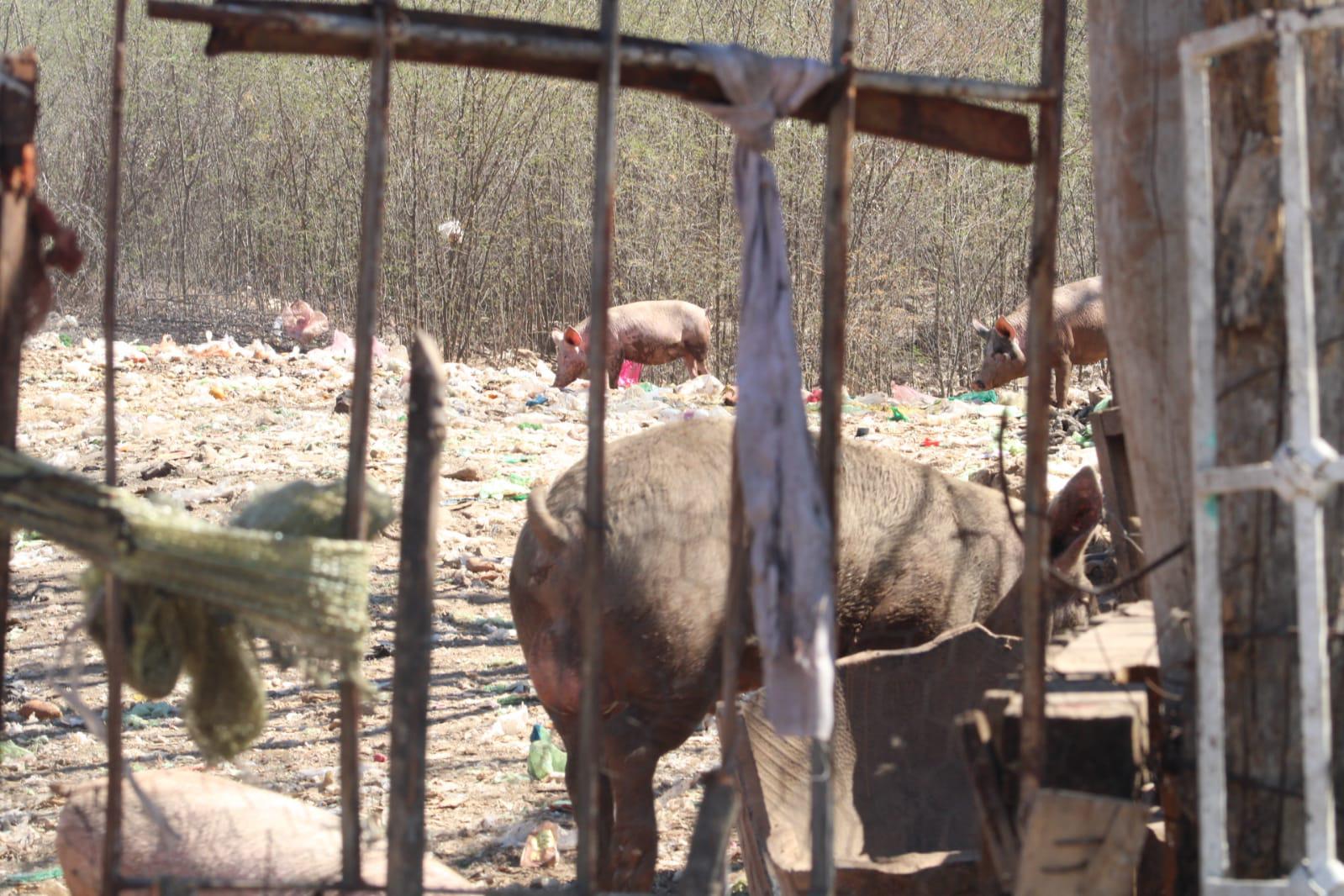 $!Denuncian criadero insalubre de cerdos en el ejido Siete Gotas, en Culiacán