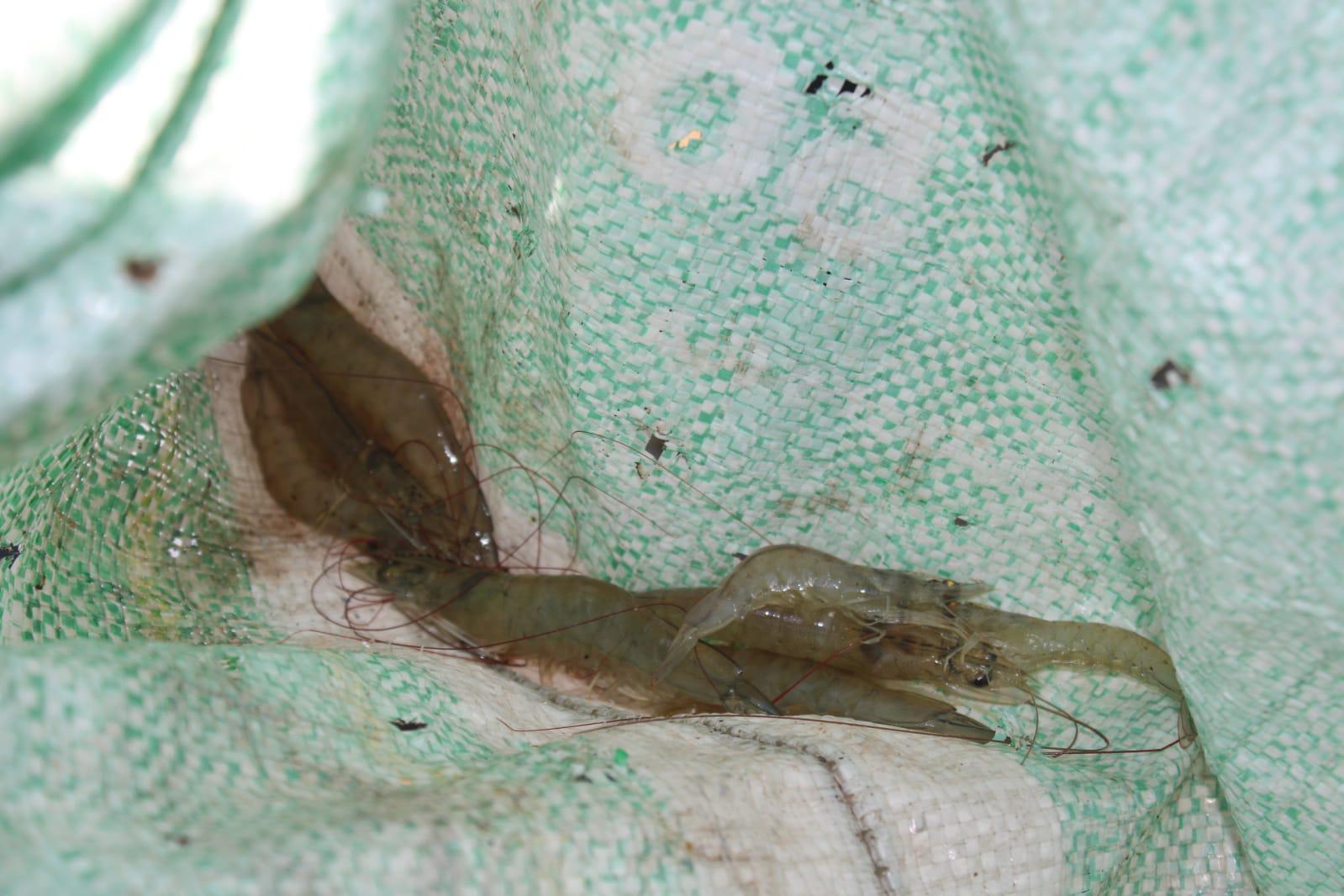 $!‘No hay camarón’, el clamor de los pescadores en El Caimanero