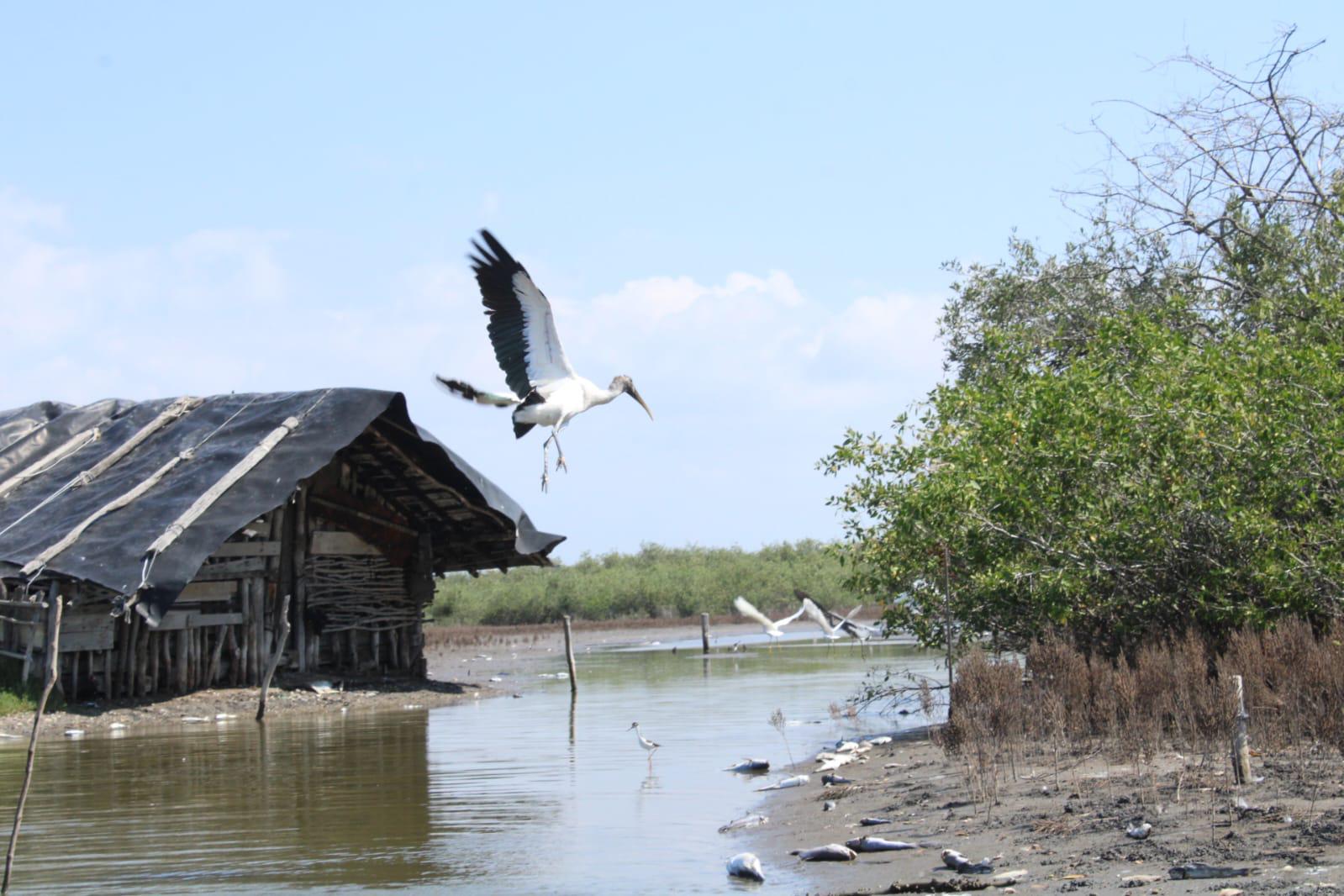 $!Productores del sur de Sinaloa acusan a Semarnat de frenar rescate de lagunas
