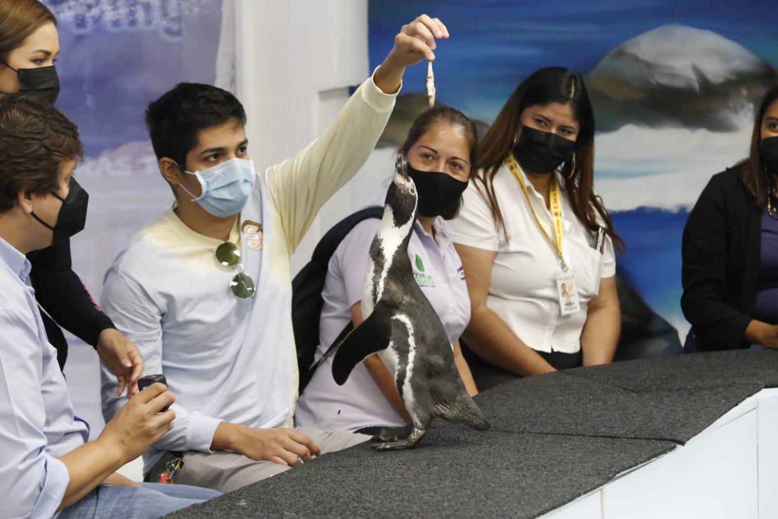 $!El Pingüinario, una experiencia única en Mazatlán