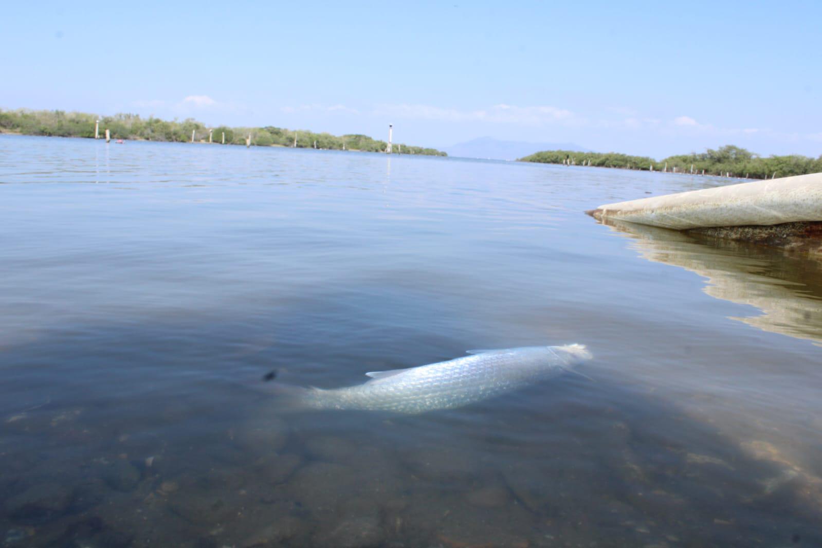 $!Sistemas lagunares del sur agonizan tras tres años sin producción; pescadores urgen rehabilitación