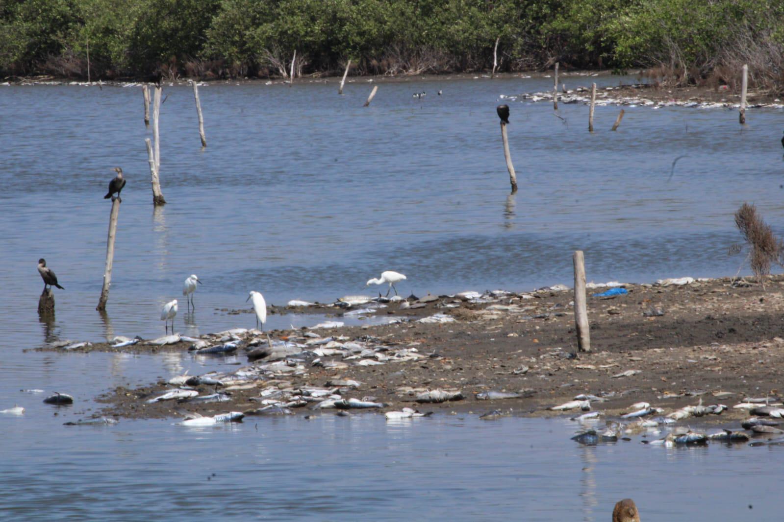 $!Productores del sur de Sinaloa acusan a Semarnat de frenar rescate de lagunas