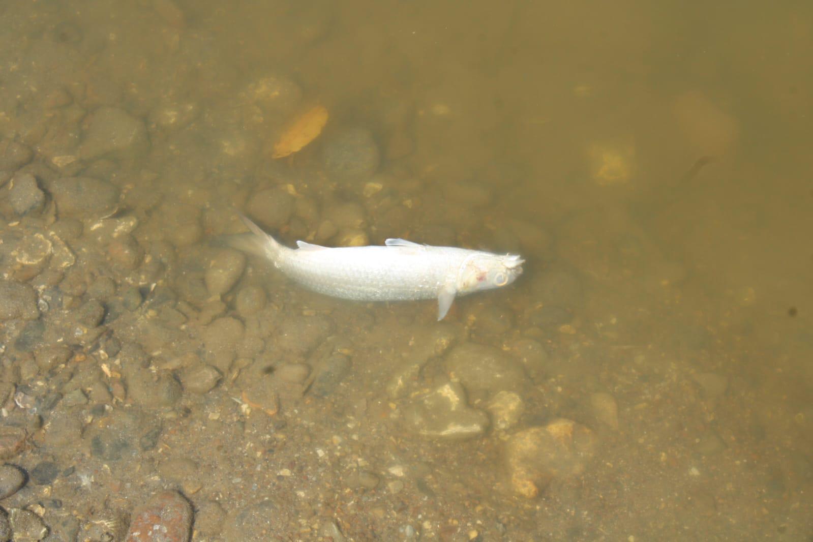 $!Productores del sur de Sinaloa acusan a Semarnat de frenar rescate de lagunas