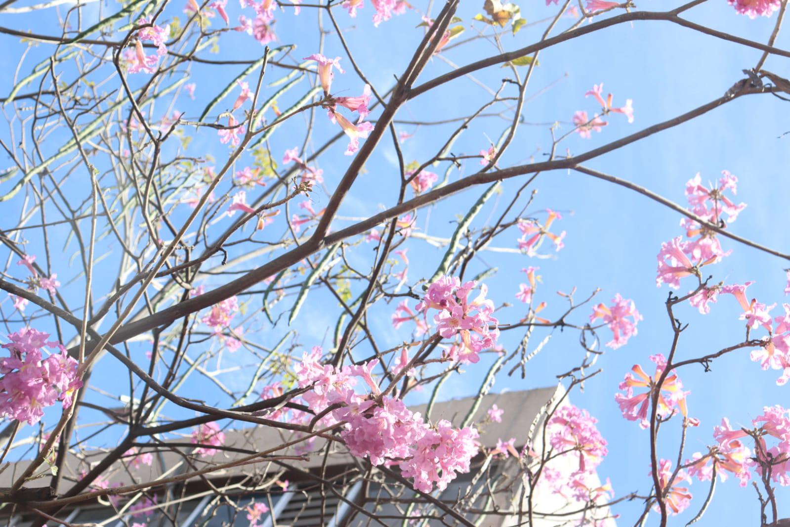 $!Boom florístico no es exclusivo de la primavera, pero sí dará un espectáculo en Culiacán: Biólogo