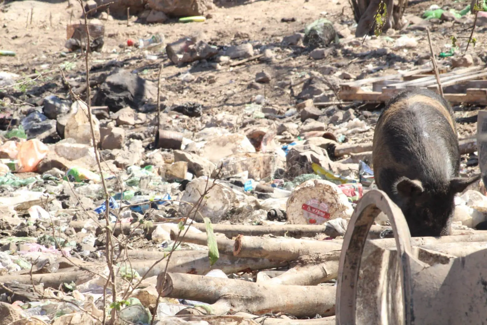 $!Denuncian criadero insalubre de cerdos en el ejido Siete Gotas, en Culiacán
