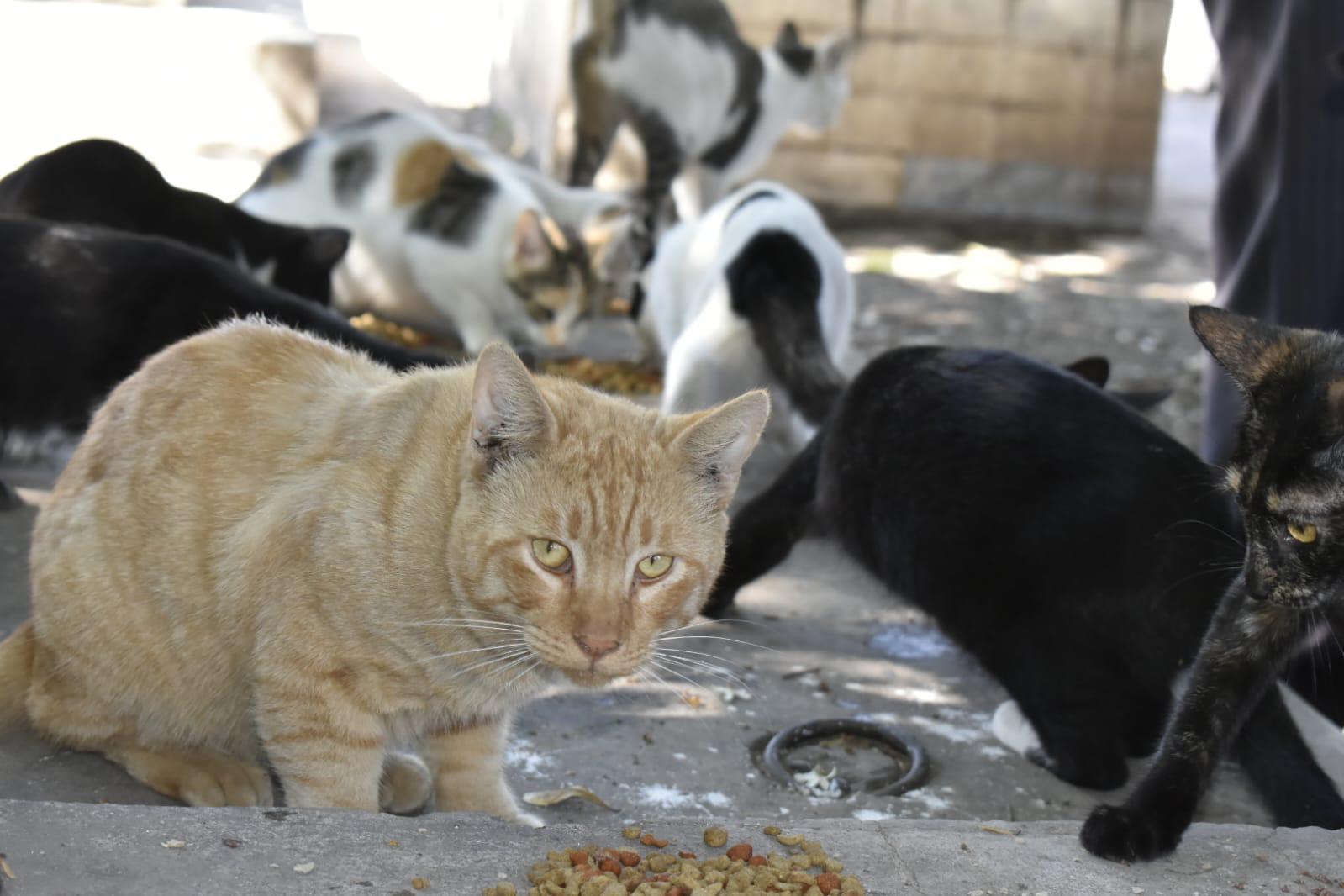 $!Desde hace 4 años, Zaida alimenta a los gatos que viven en el Panteón Civil de Culiacán