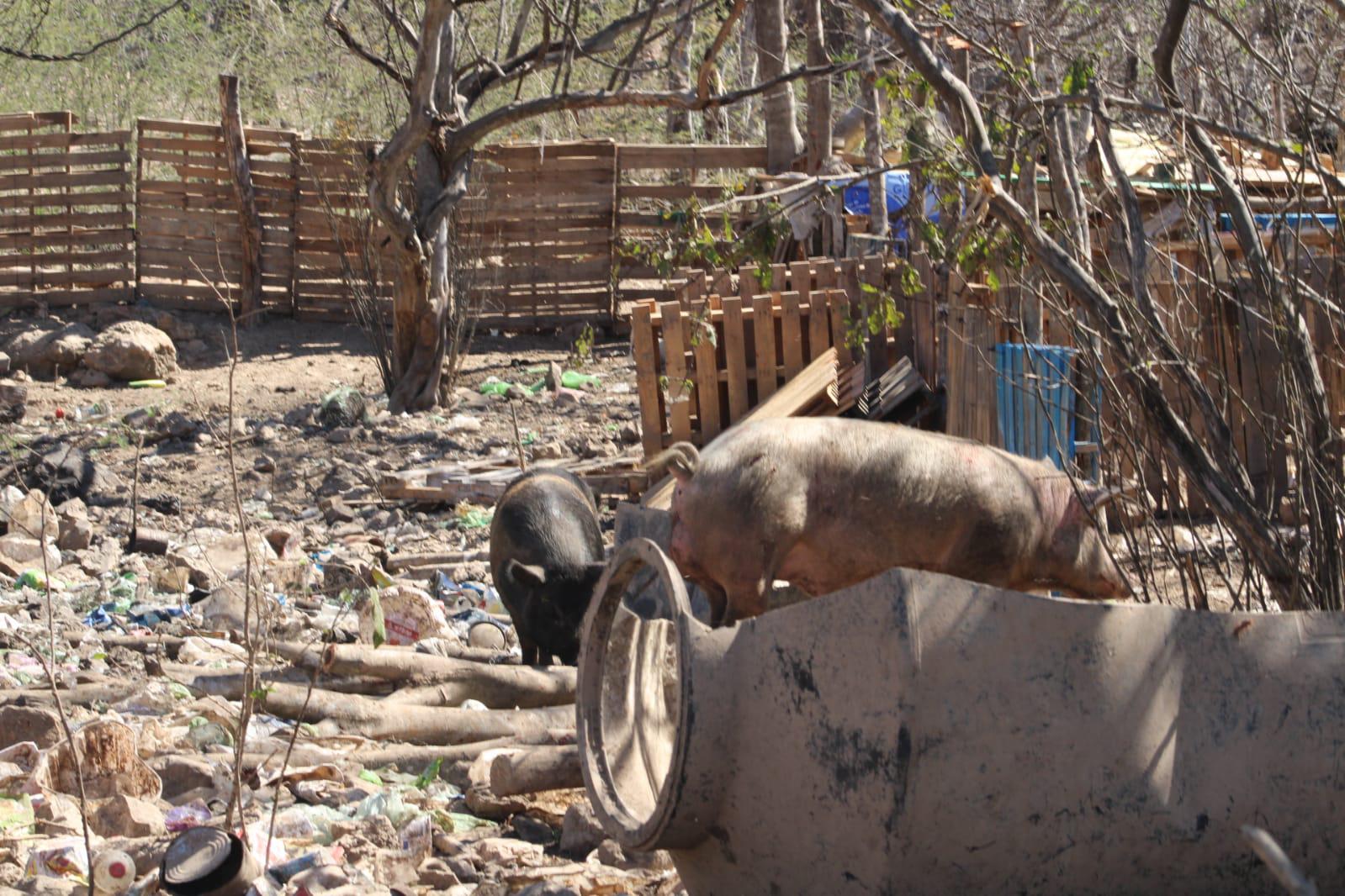 $!Denuncian criadero insalubre de cerdos en el ejido Siete Gotas, en Culiacán