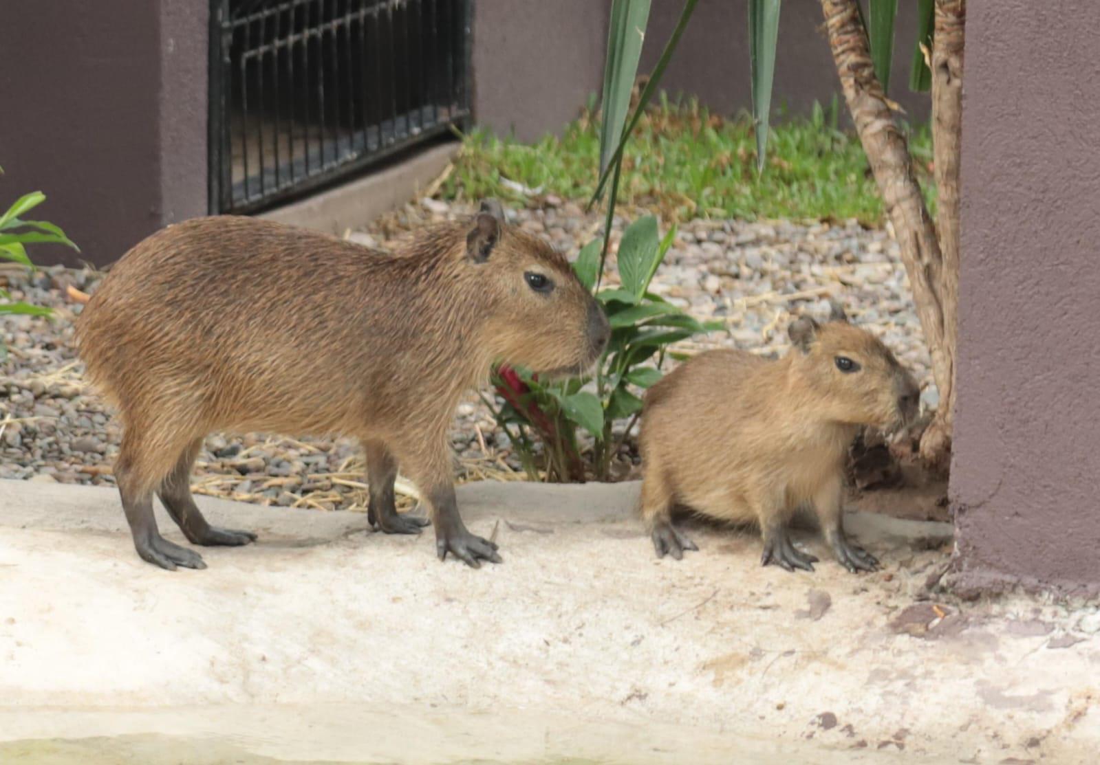 $!Presenta el Gran Acuario Mazatlán a sus nuevas inquilinas, cuatro capibaras