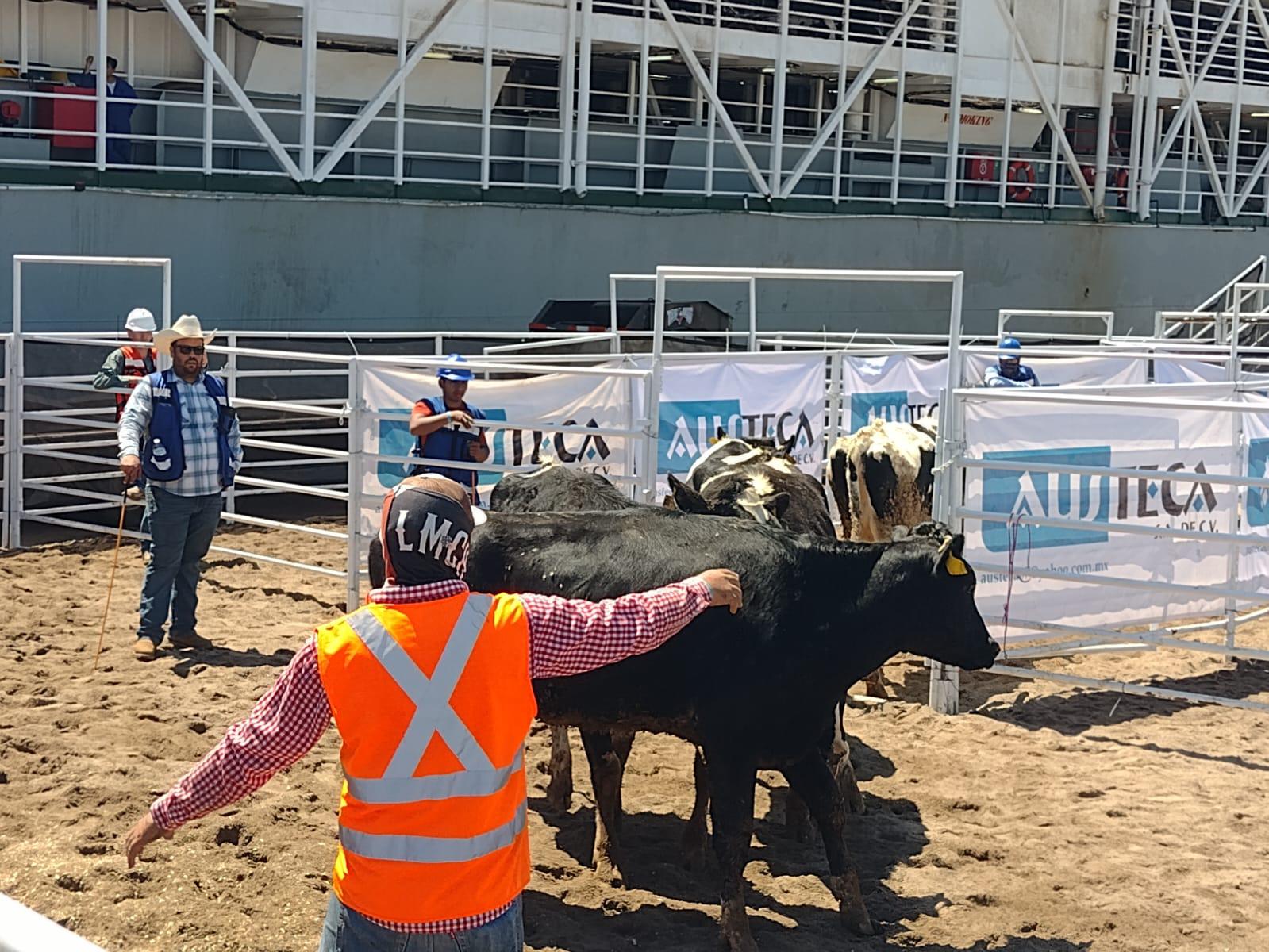 $!Mazatlán pausa importación de ganado por estrategia federal para contener al gusano barrenador