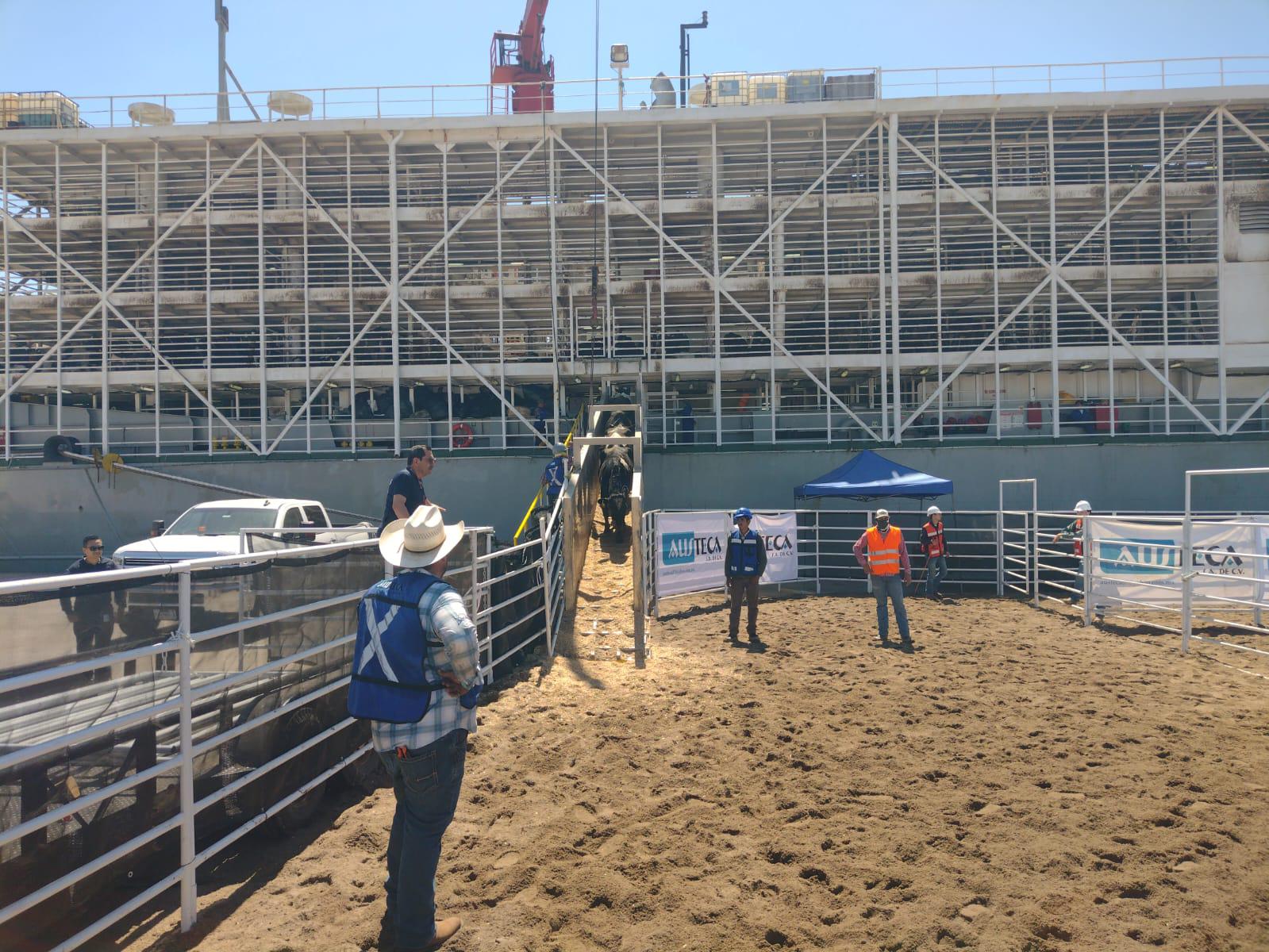 $!Mazatlán pausa importación de ganado por estrategia federal para contener al gusano barrenador