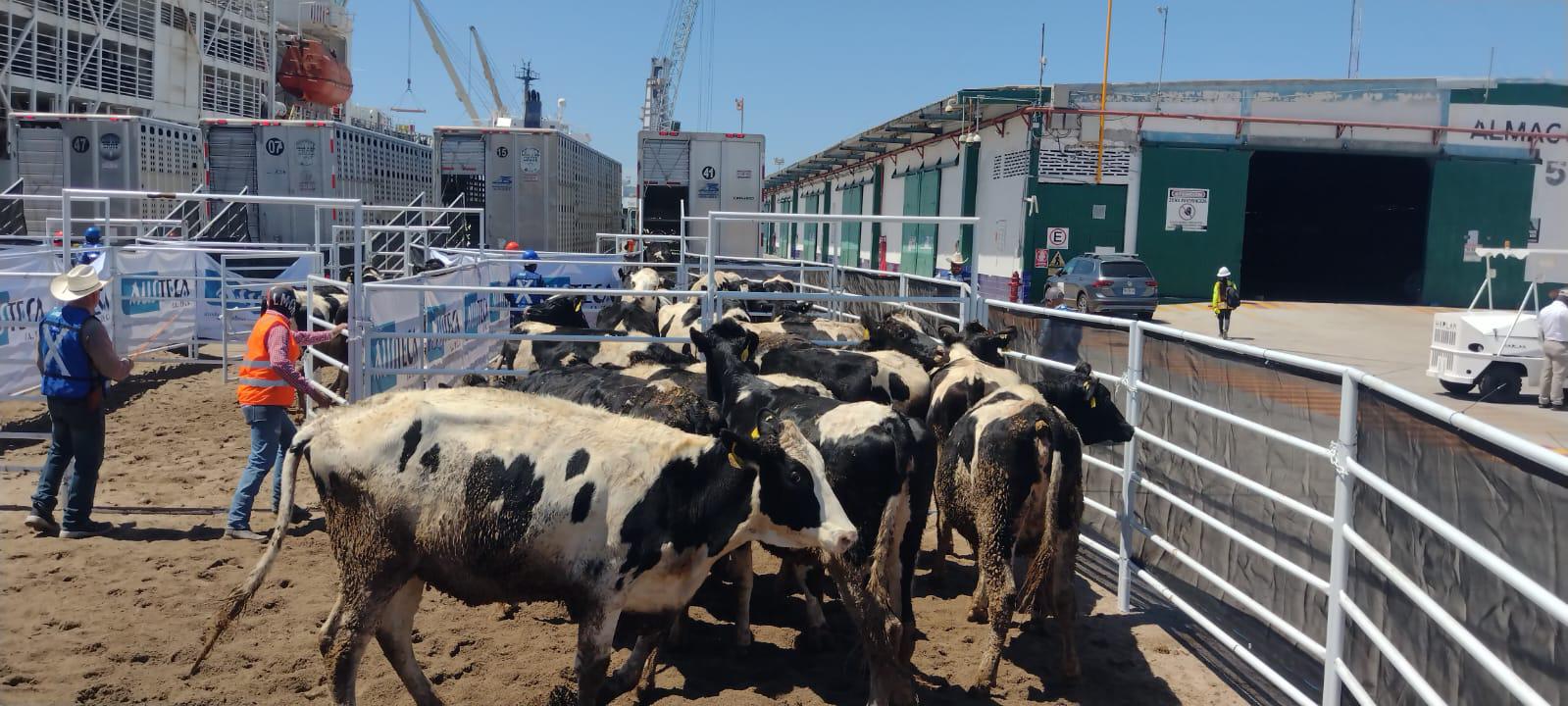 $!Mazatlán pausa importación de ganado por estrategia federal para contener al gusano barrenador