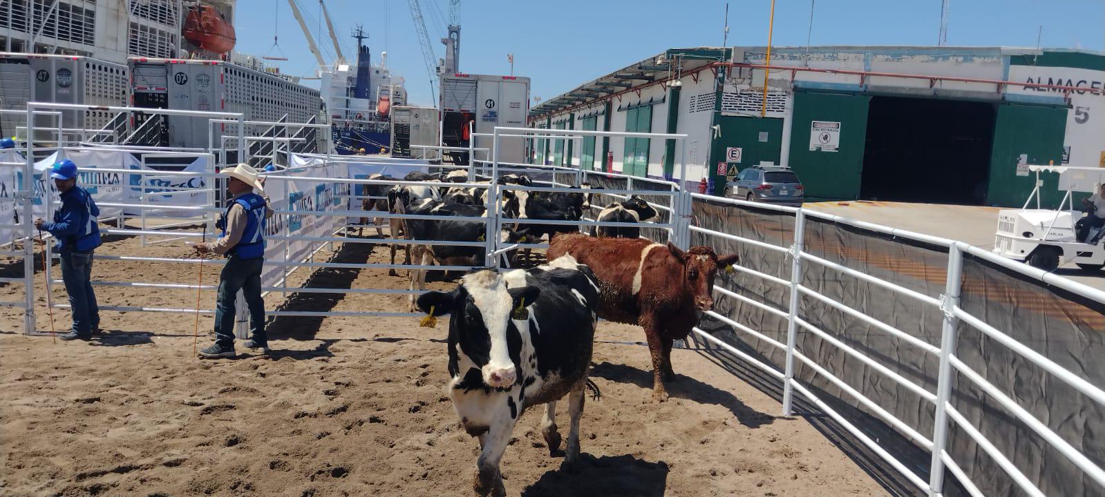 $!Mazatlán pausa importación de ganado por estrategia federal para contener al gusano barrenador