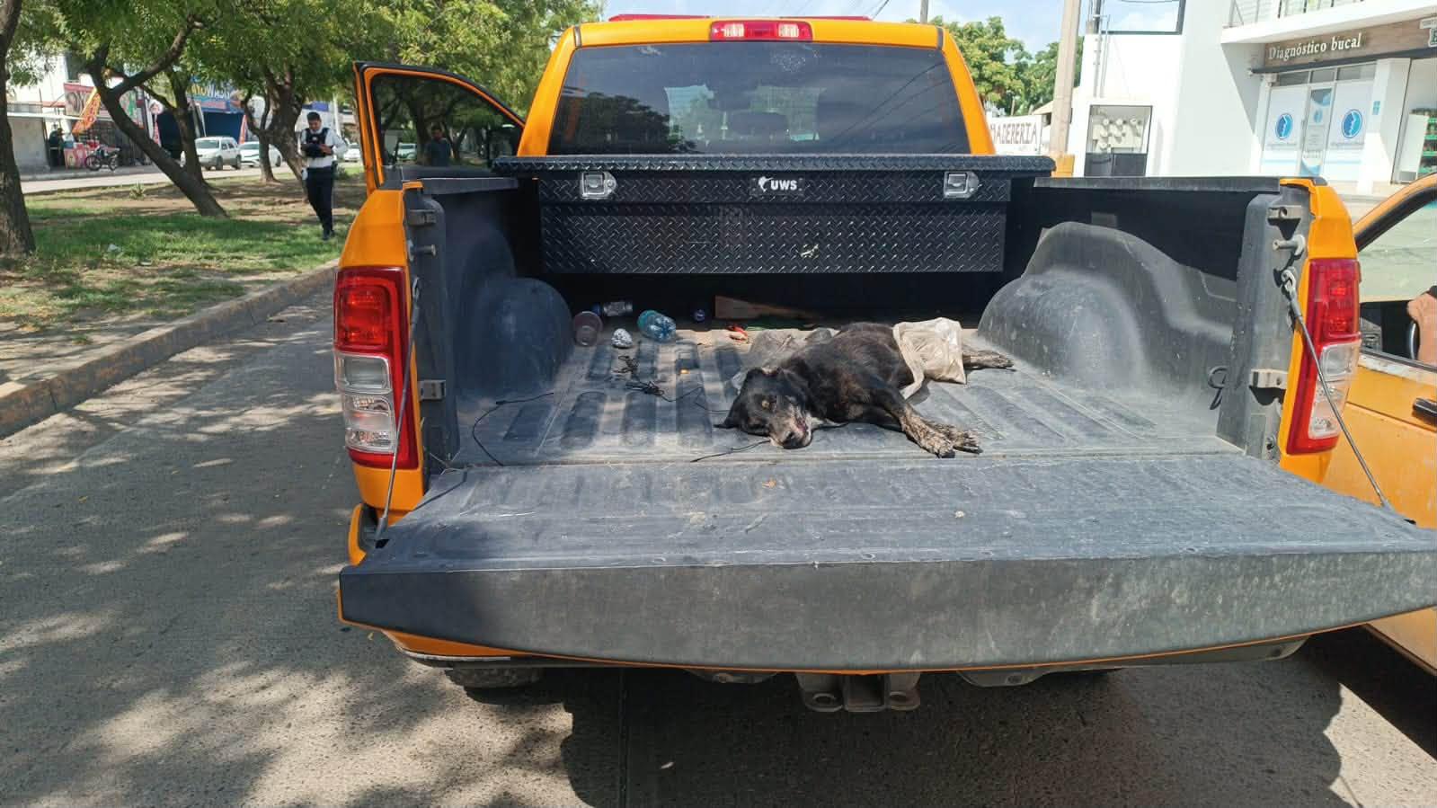 $!Accidente de moto deja un lesionado y un perrito muerto en Mazatlán