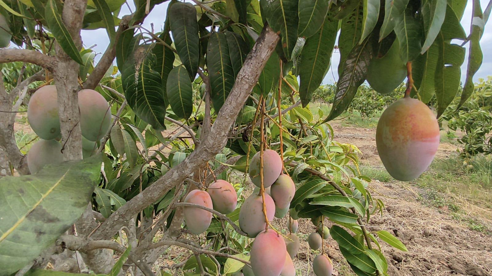 $!Productores de mango de Rosario reportan que sufren del ‘robo hormiga’ de la fruta