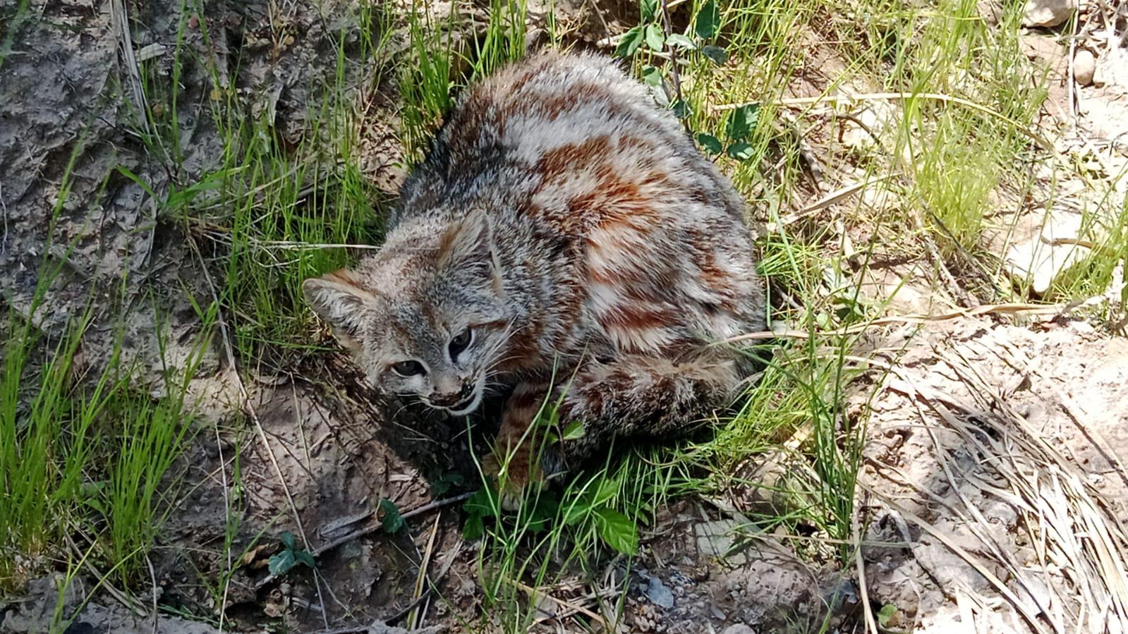 $!Análisis realizados a una gata colocolo, encontrada en San Fernando, Chile, detectaron bacterias resistentes a antibióticos, una situación que preocupa a especialistas.