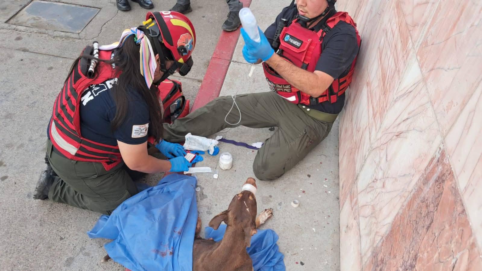 $!Fundación pide donaciones para atender a perrita herida de bala en Culiacán