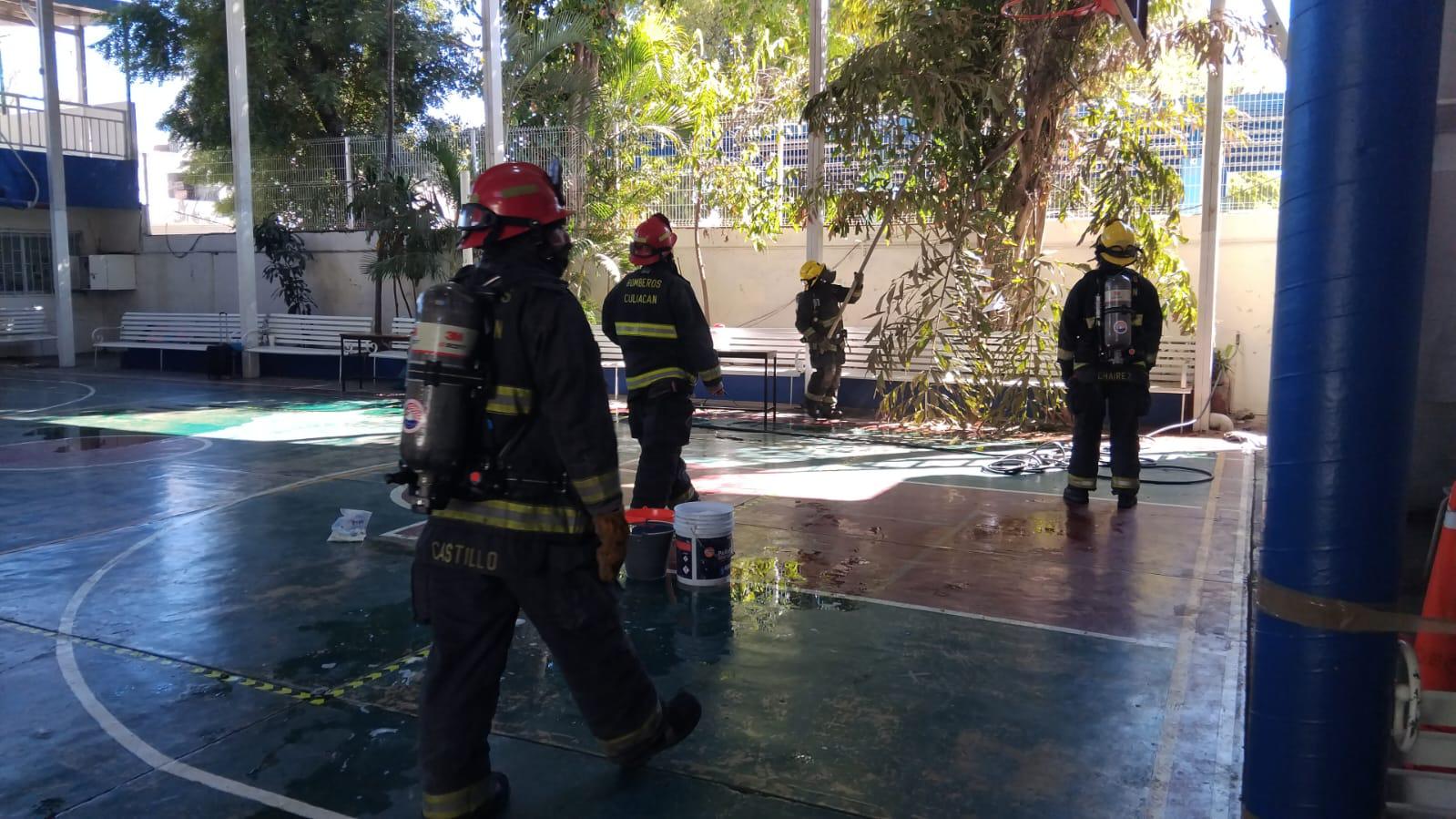 $!Alumnas de secundaria sufren picaduras de abeja; reciben atención médica