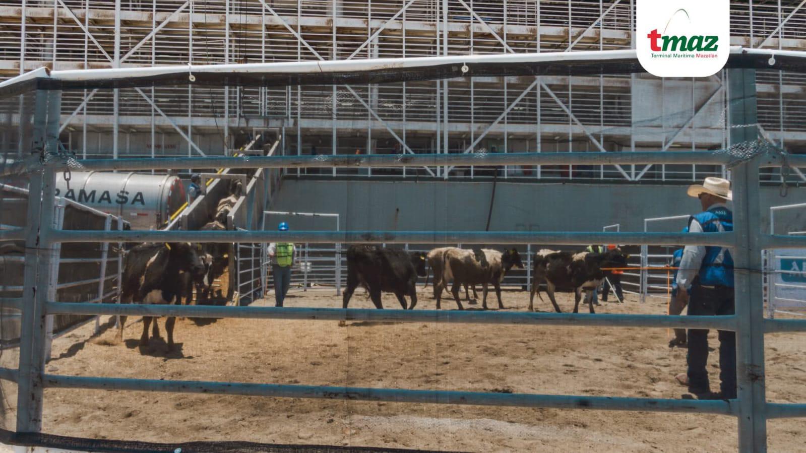 $!Arriba a Mazatlán buque ganadero con más de 4 mil 700 reses procedentes de Australia