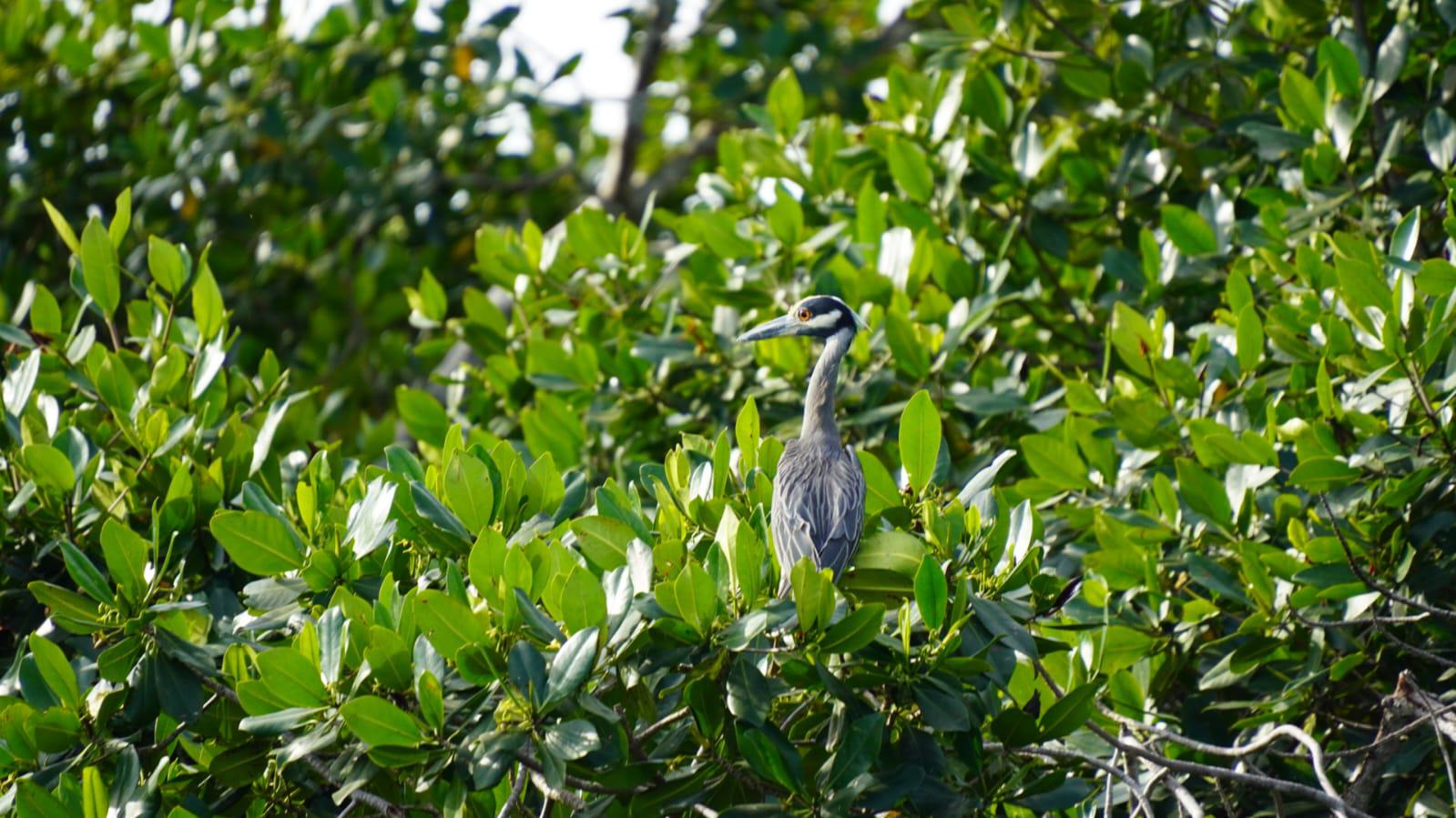 $!Retiran más de 3 toneladas de basura en jornada ‘Cuidemos los Manglares’ en Mazatlán