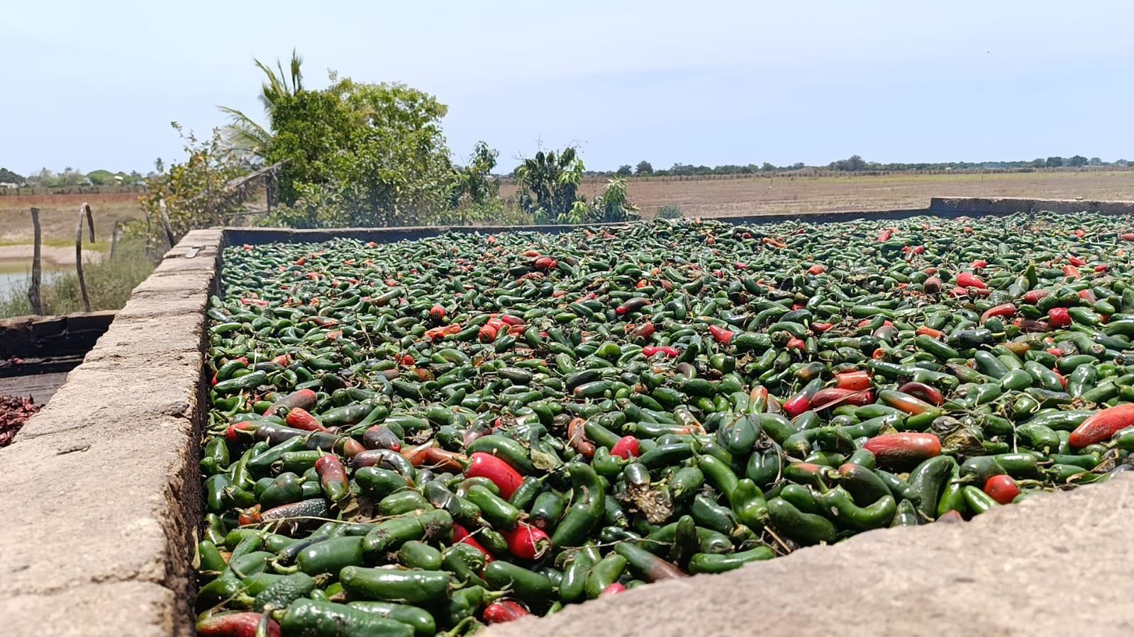 $!Ven agricultores buena temporada para venta de chile seco en Escuinapa