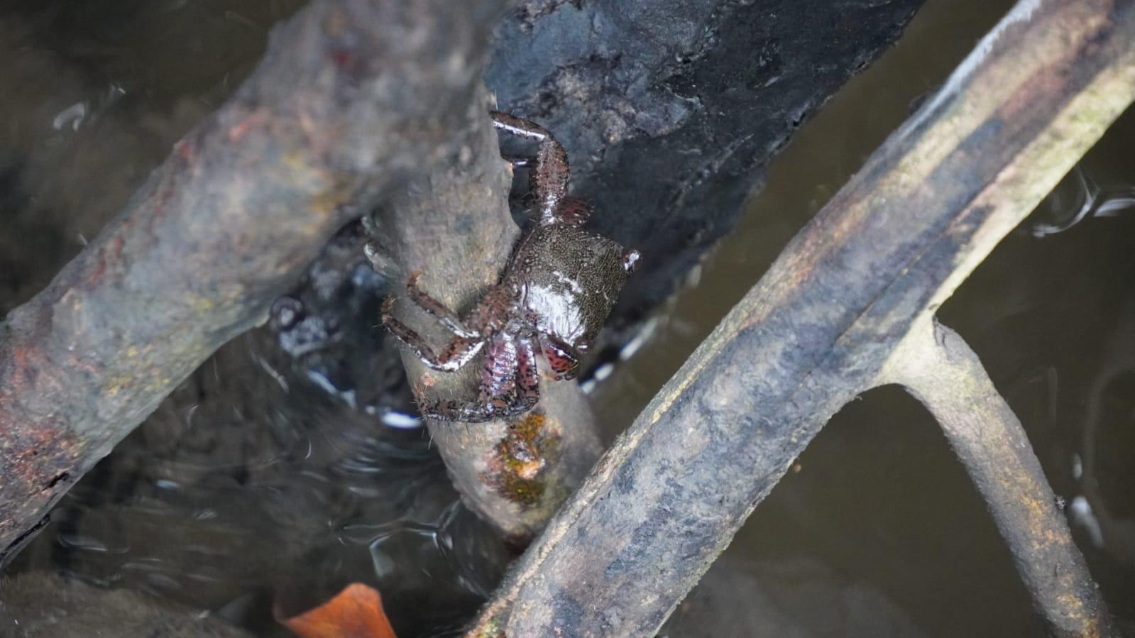 $!Retiran más de 3 toneladas de basura en jornada ‘Cuidemos los Manglares’ en Mazatlán