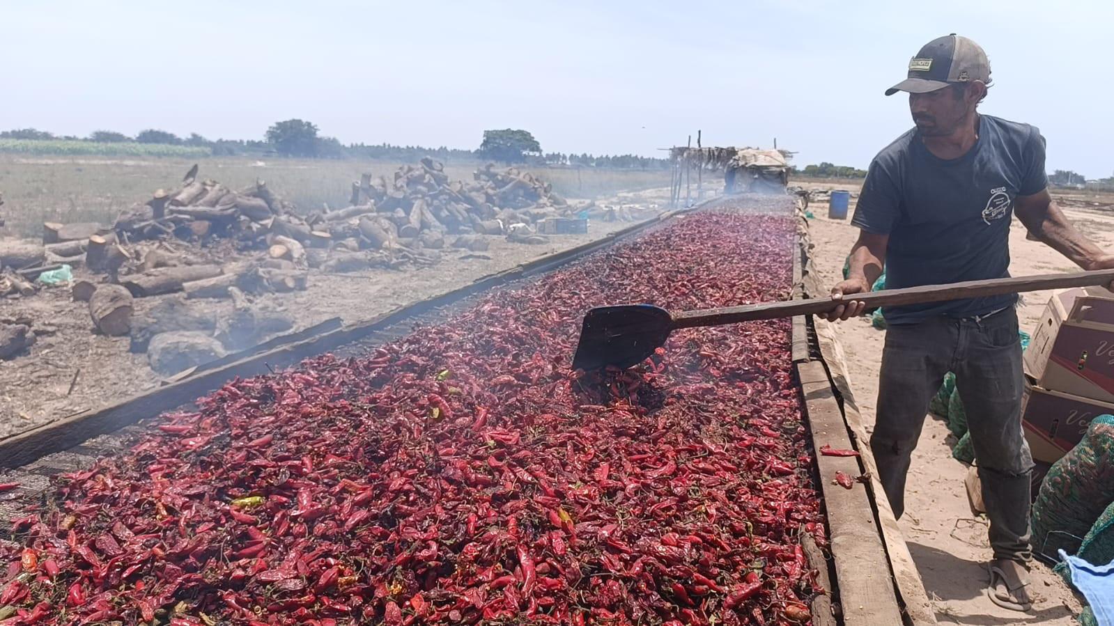 $!Ven agricultores buena temporada para venta de chile seco en Escuinapa