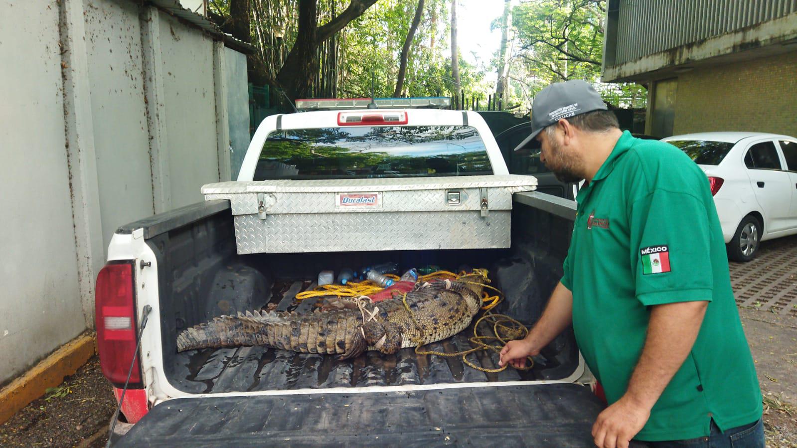 $!Capturan un cocodrilo en Eldorado y lo liberan en su hábitat natural