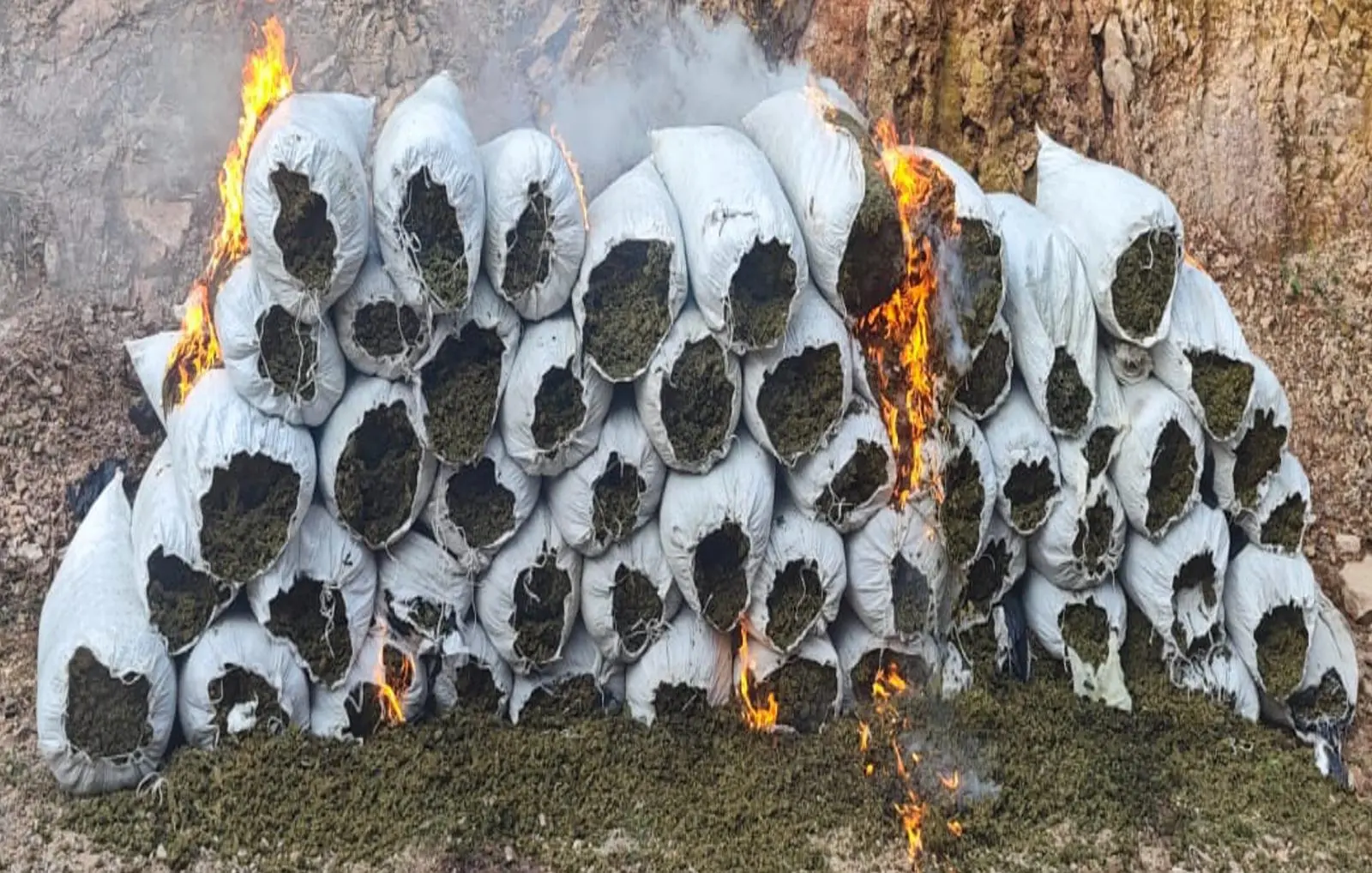$!Ejército asegura más de 1.2 toneladas de marihuana en El Rosario