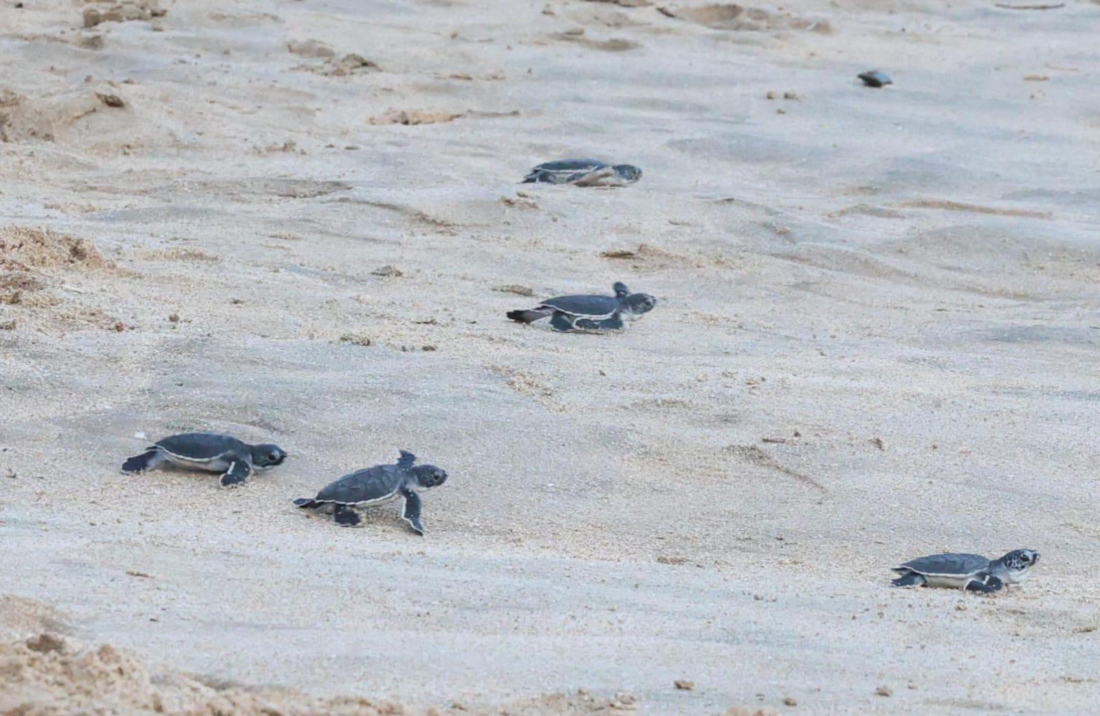 $!Liberan 43 crías de tortuga negra en playas de Mazatlán