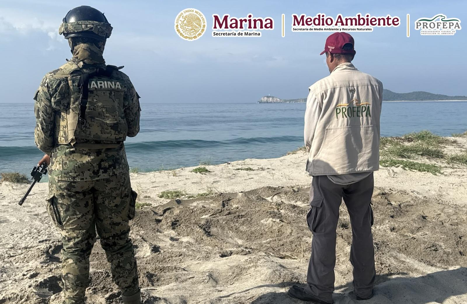 $!Recupera Profepa 9 mil 500 huevos de tortuga marina golfina y protege 82 huevos de tortuga laúd