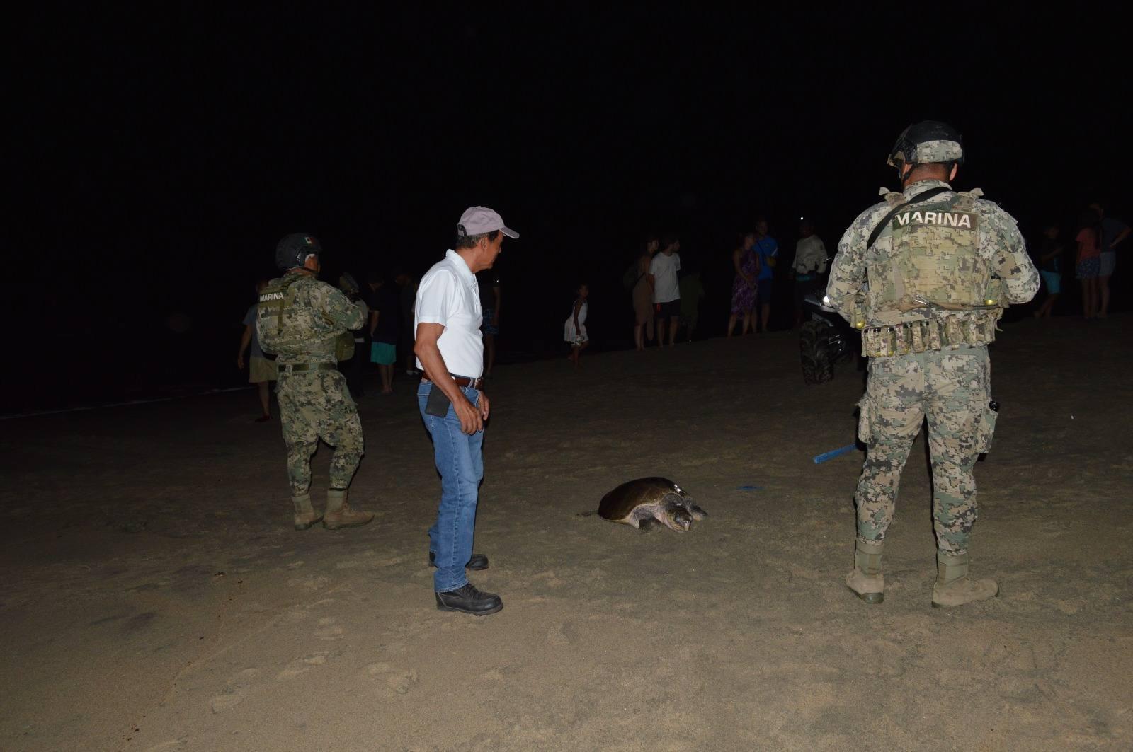 $!Más de 328 mil tortugas golfinas desovan en el Santuario de Playa Escobilla, en Oaxaca