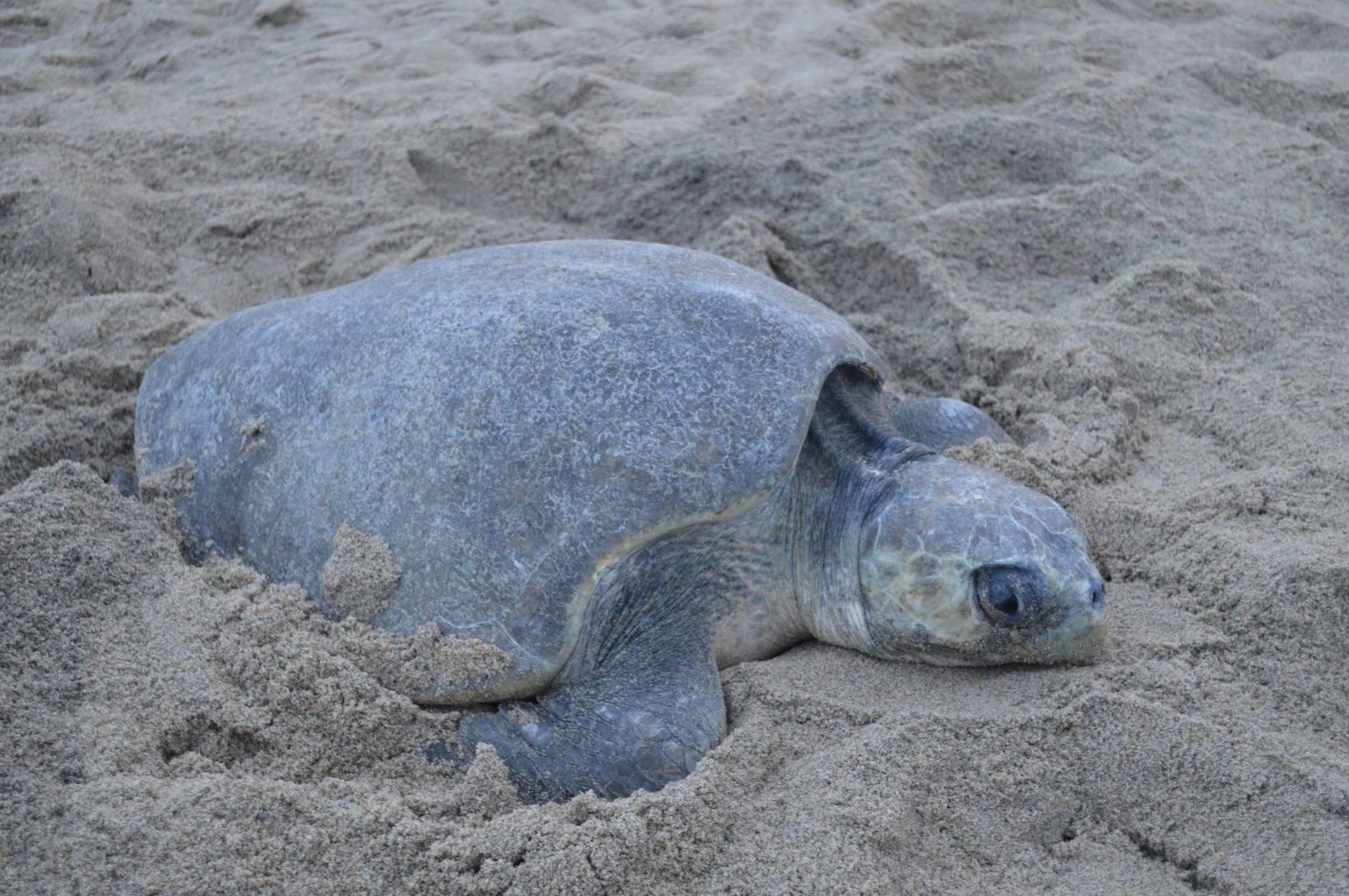 $!Más de 328 mil tortugas golfinas desovan en el Santuario de Playa Escobilla, en Oaxaca
