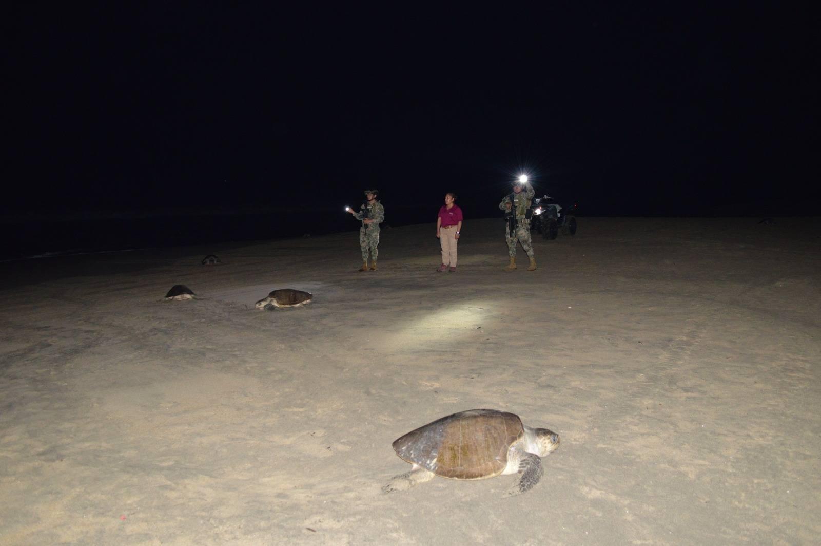 $!Más de 328 mil tortugas golfinas desovan en el Santuario de Playa Escobilla, en Oaxaca