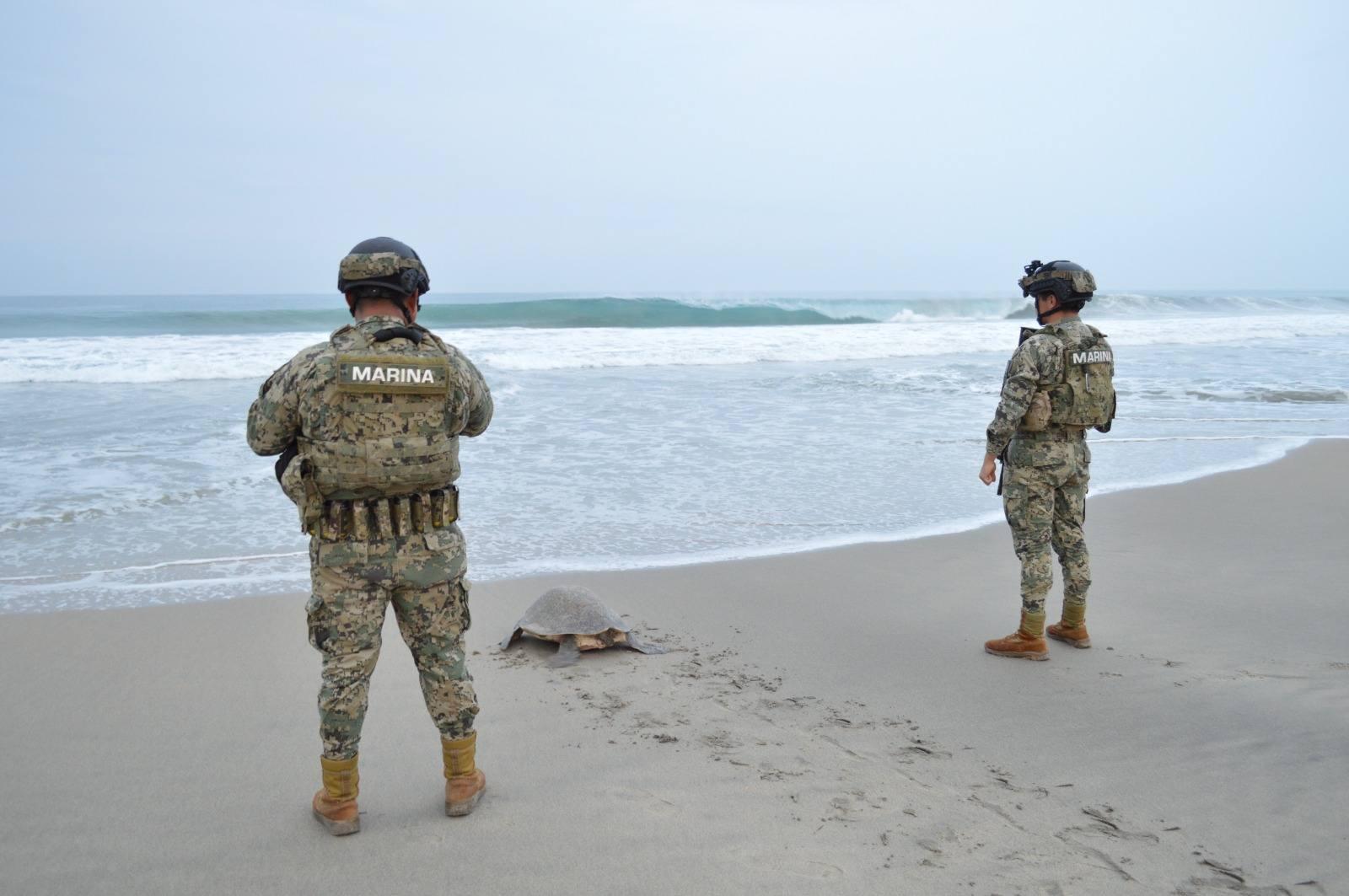 $!Más de 328 mil tortugas golfinas desovan en el Santuario de Playa Escobilla, en Oaxaca