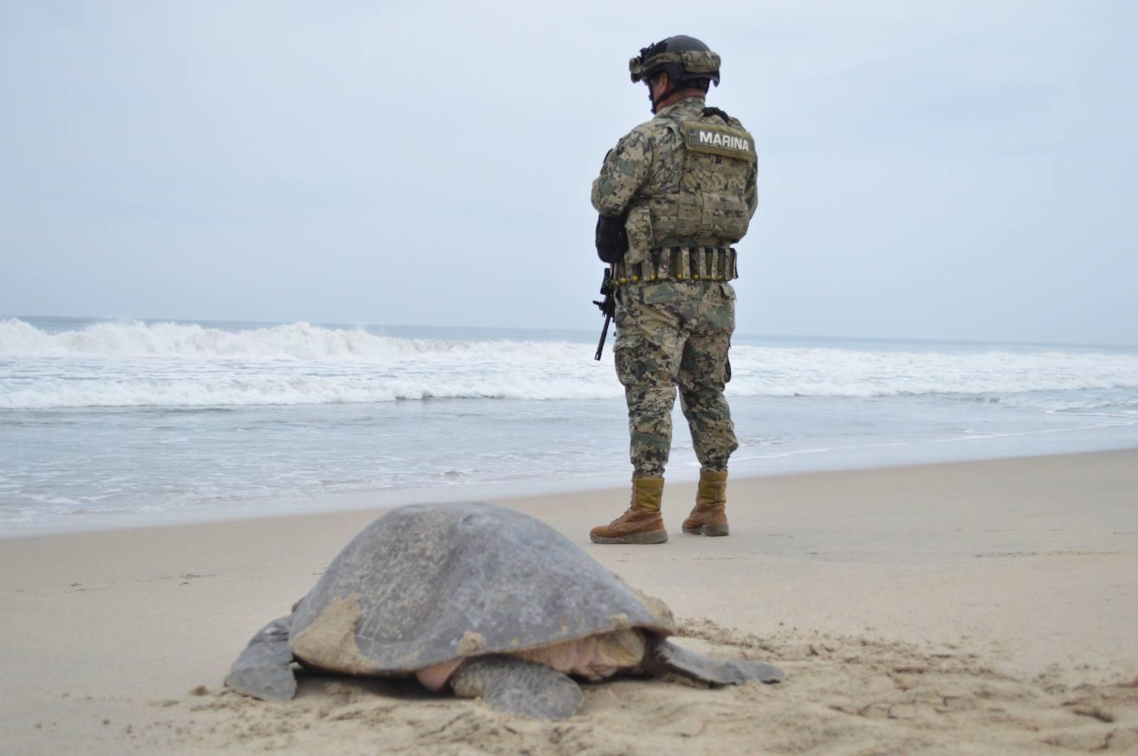 $!Más de 328 mil tortugas golfinas desovan en el Santuario de Playa Escobilla, en Oaxaca