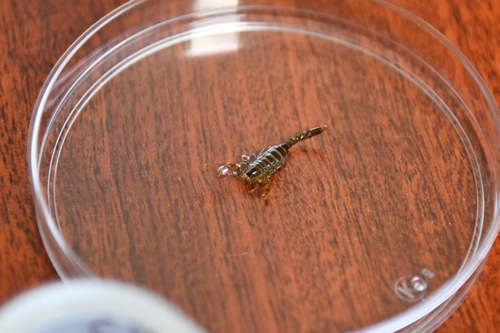 $!Descubren investigadores de la UAS una nueva especie de microartrópodo en la sierra de Surutato, hallazgo que rompe un siglo sin nuevos registros de este género en América