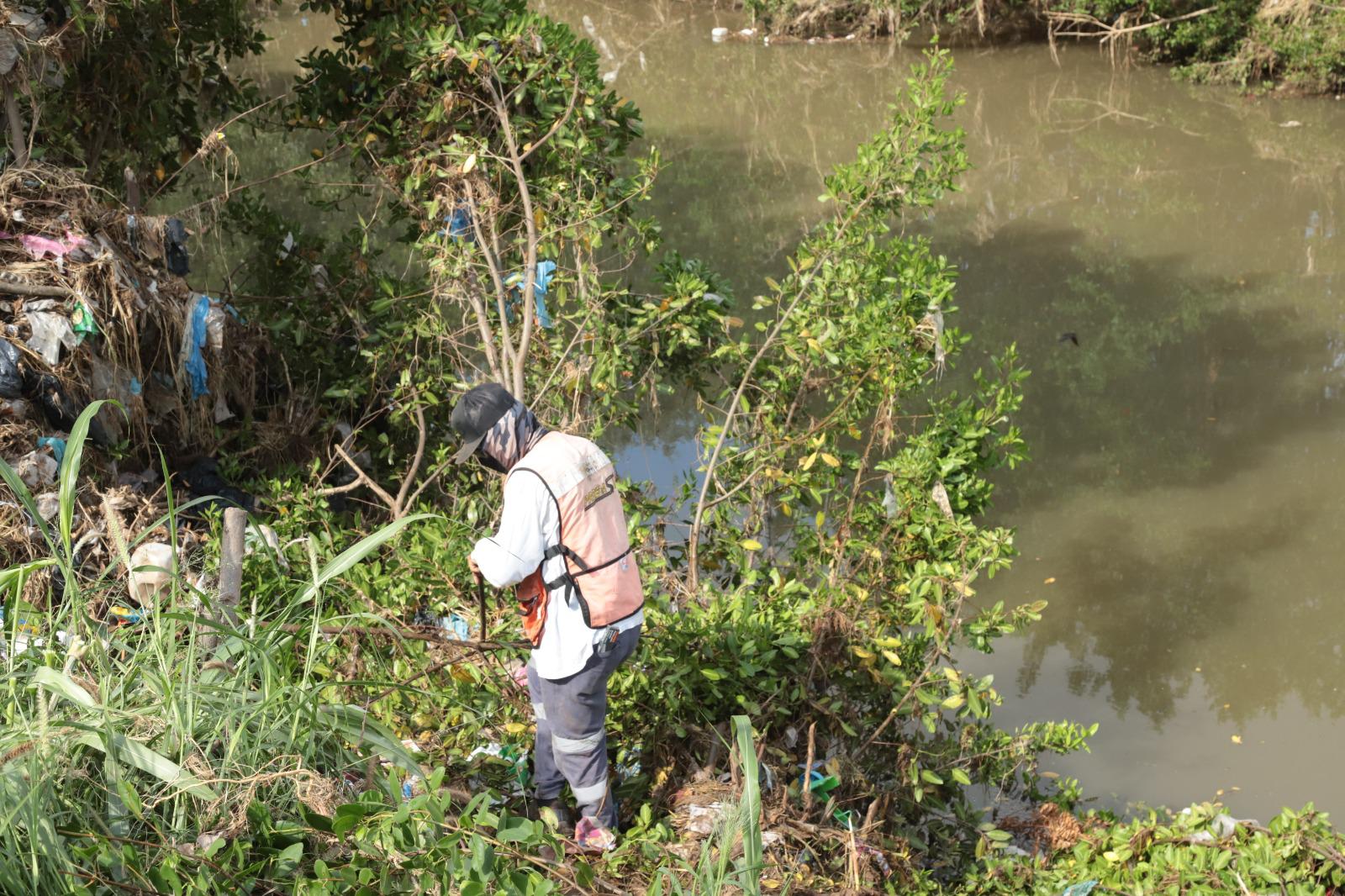 $!Brigada interviene en la tala de manglares protegidos en el Arroyo Jabalines en Mazatlán