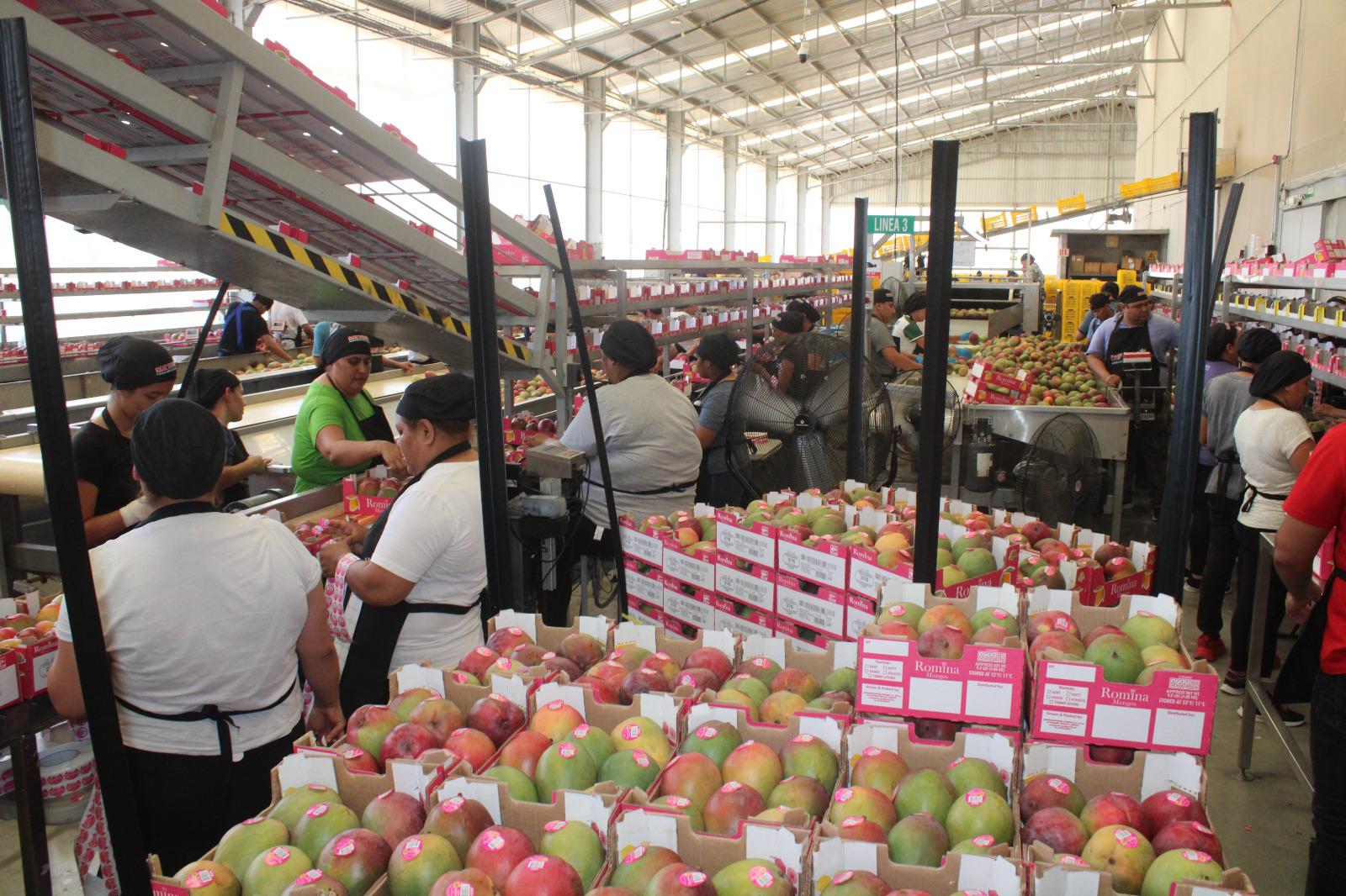 $!Lluvias traen esperanza para empacadores y productores de mango en Rosario