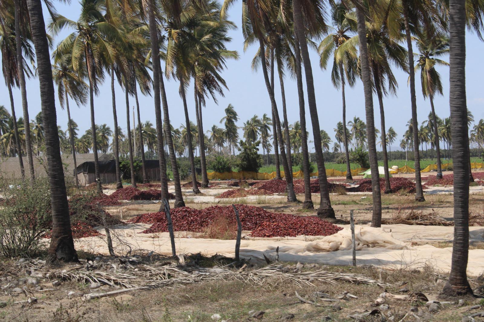 $!Productores en el valle de Rosario mantienen el secado artesanal de chiles