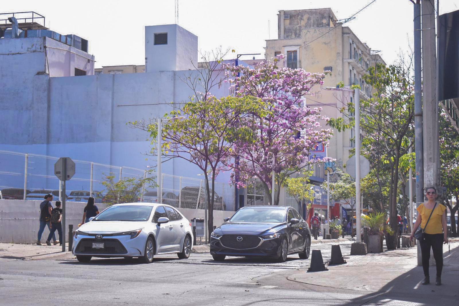 $!FOTOS | La amapa florece y adorna las calles de Culiacán